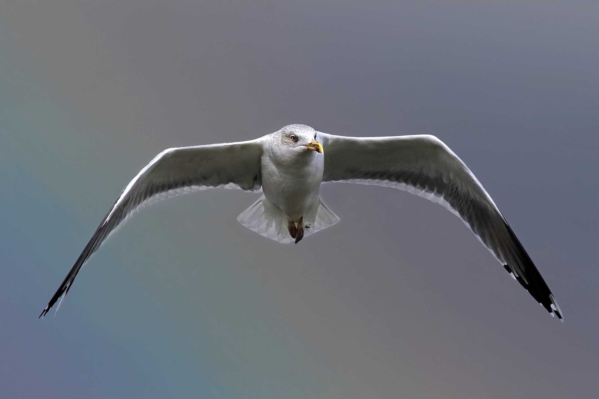 Canon EOS 7D Mark II + Canon EF 500mm f/4.5L sample photo. Lesser black-backed gull  photography