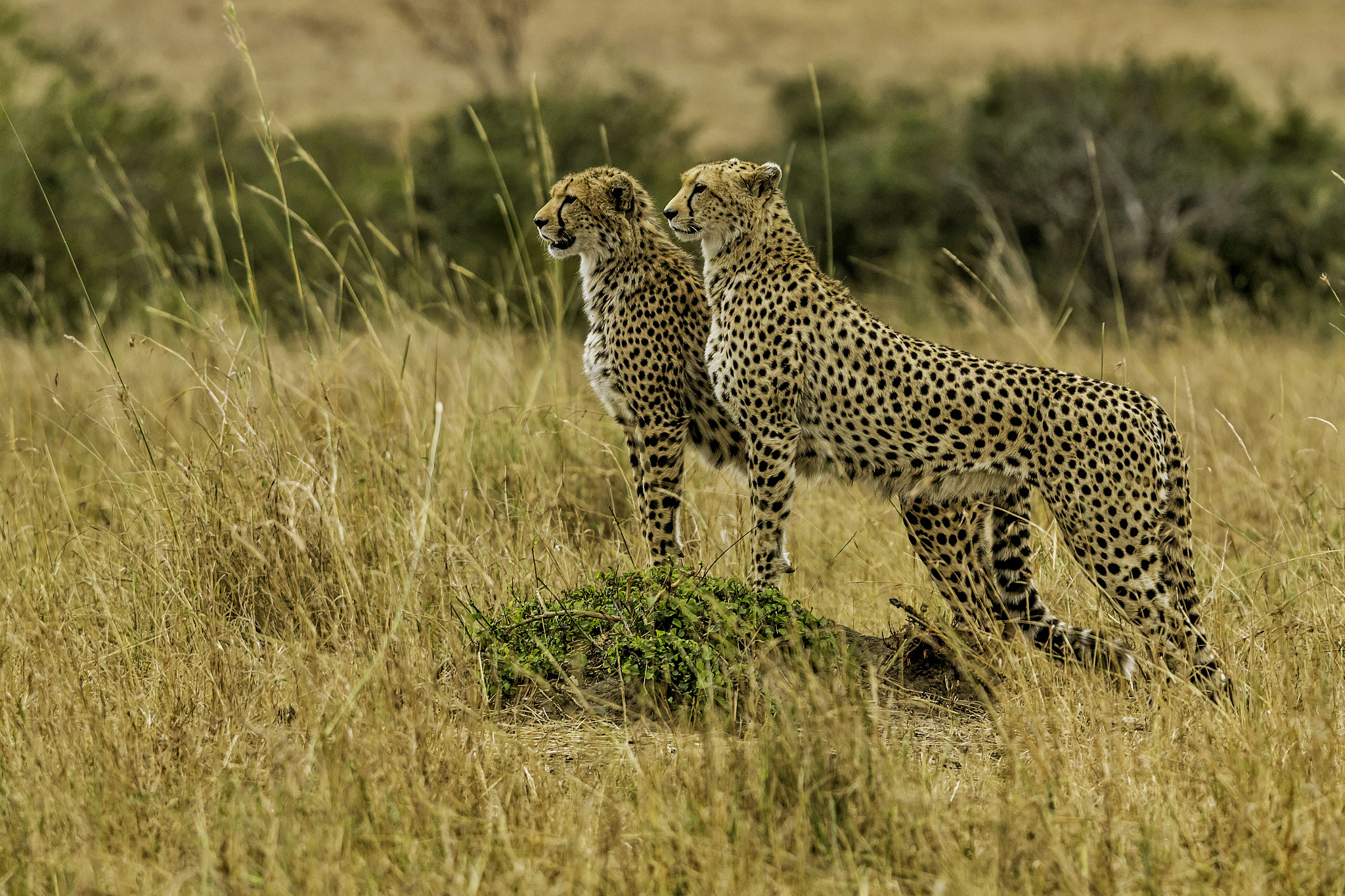 Canon EF 200-400mm F4L IS USM Extender 1.4x sample photo. Hungry cheetahs scanning the horizon for lunch  photography