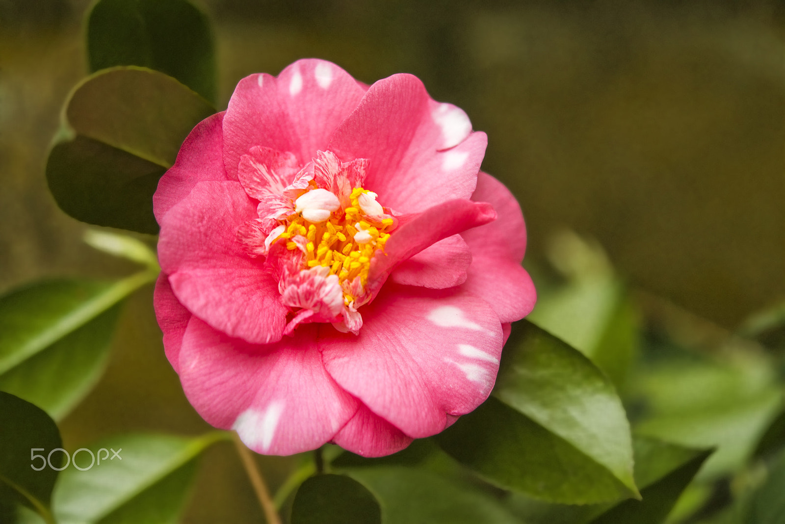 Nikon AF-S Micro-Nikkor 60mm F2.8G ED sample photo. Kamelya Çiçeği ( camellia) photography