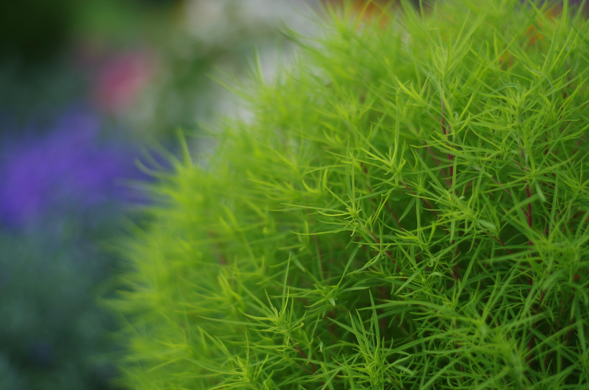 Pentax K-30 + Pentax smc DA 50mm F1.8 sample photo. Fsfs photography