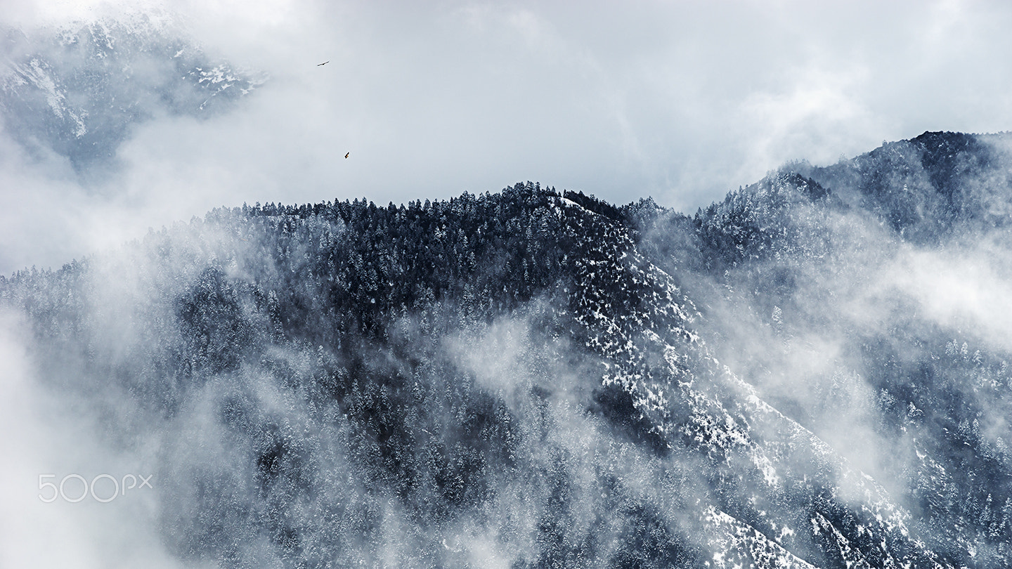 Sony a99 II + Minolta/Sony AF 70-200mm F2.8 G sample photo. Mysterious forest ii photography
