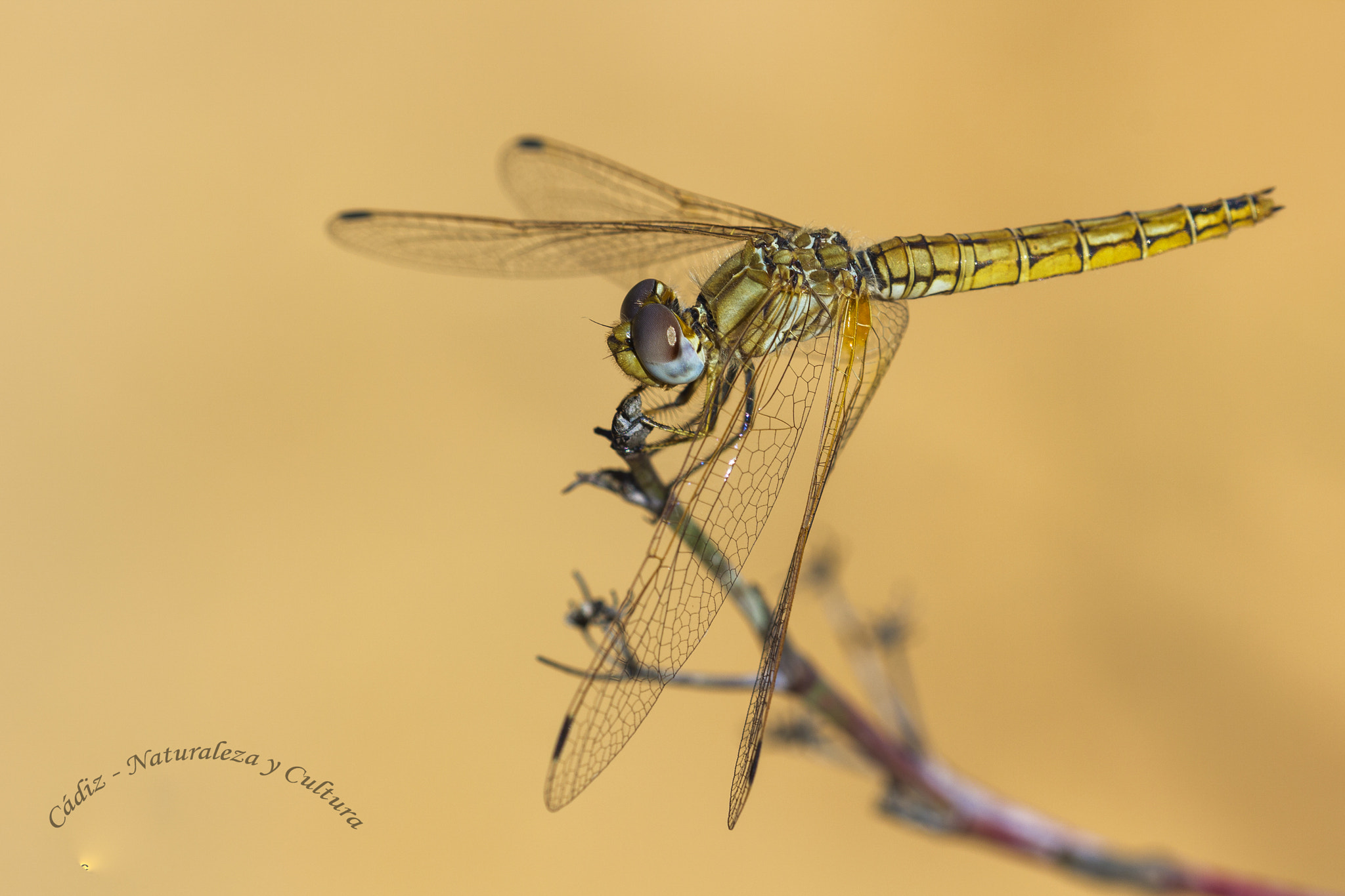 Sigma 105mm F2.8 EX DG OS HSM sample photo. Bailarina photography