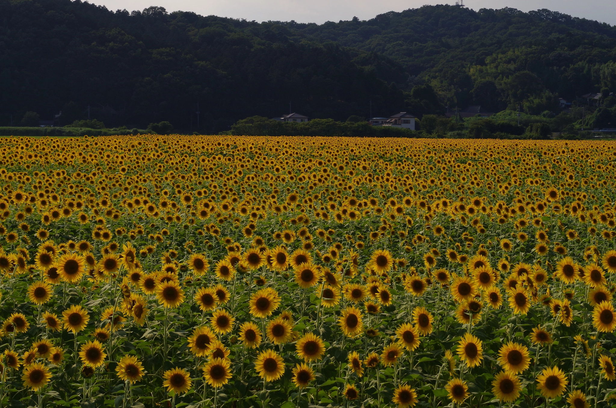 Pentax K-30 sample photo. Garden photography