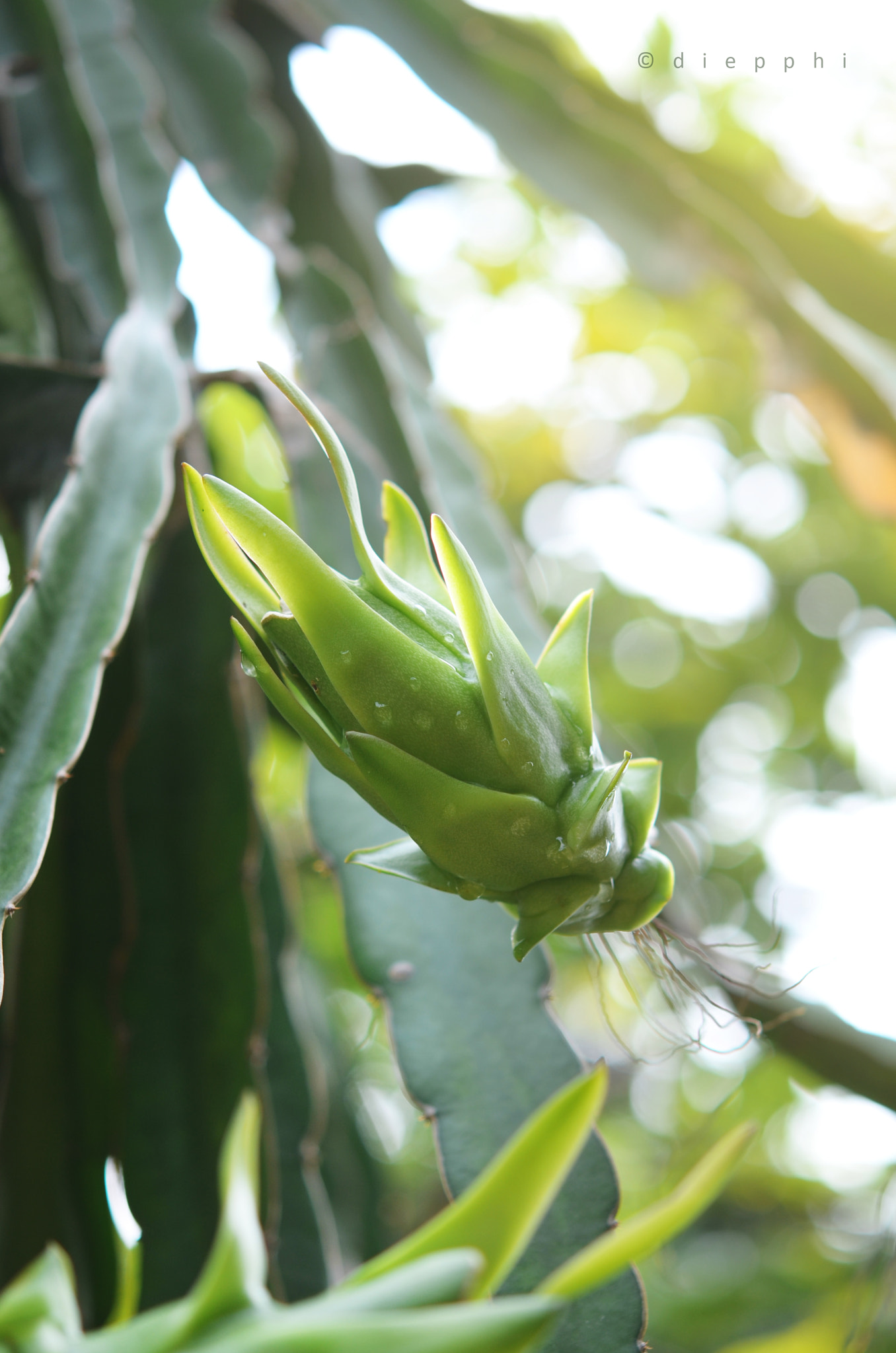 Nikon AF-S Micro-Nikkor 60mm F2.8G ED sample photo. Green dragon fruit photography