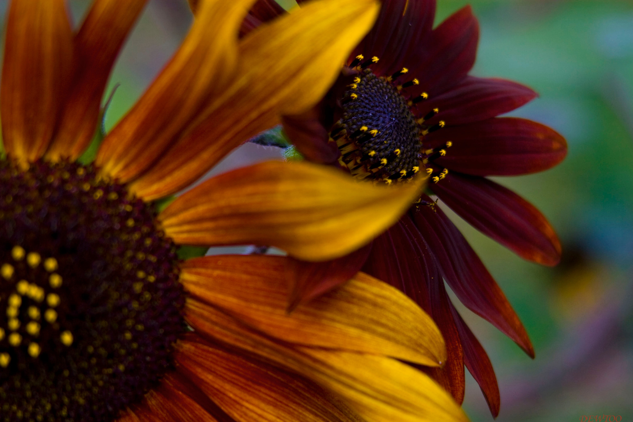 Canon EF 28-200mm F3.5-5.6 USM sample photo. Sunflowers photography