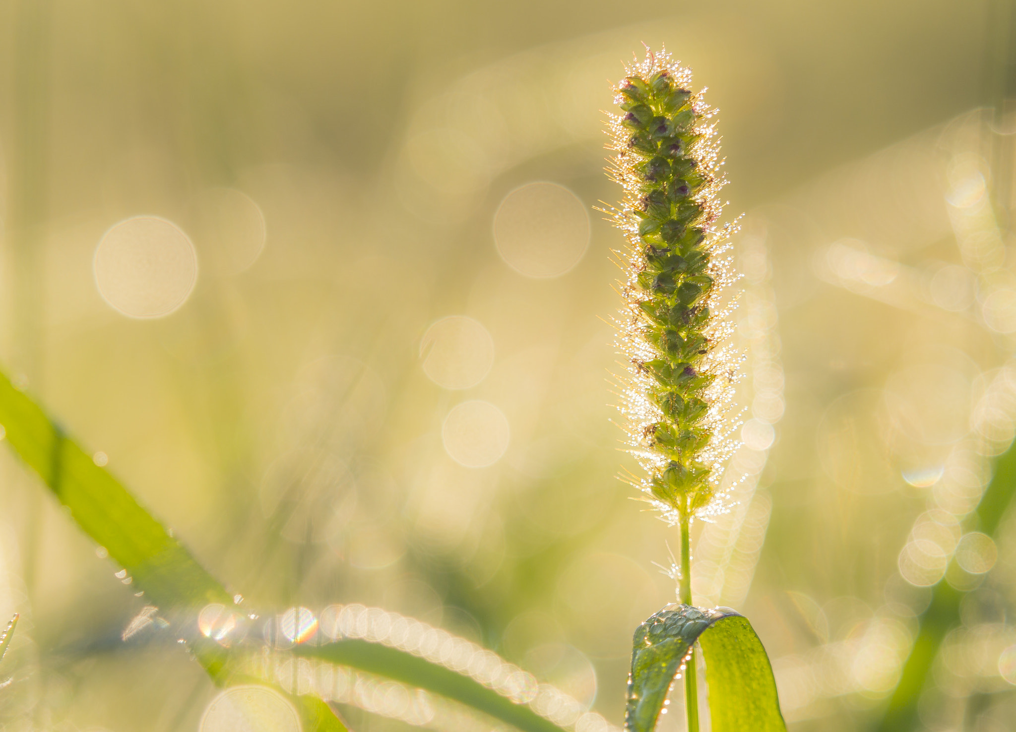 Olympus M.Zuiko Digital ED 40-150mm F2.8 Pro sample photo. The morning dew ... photography