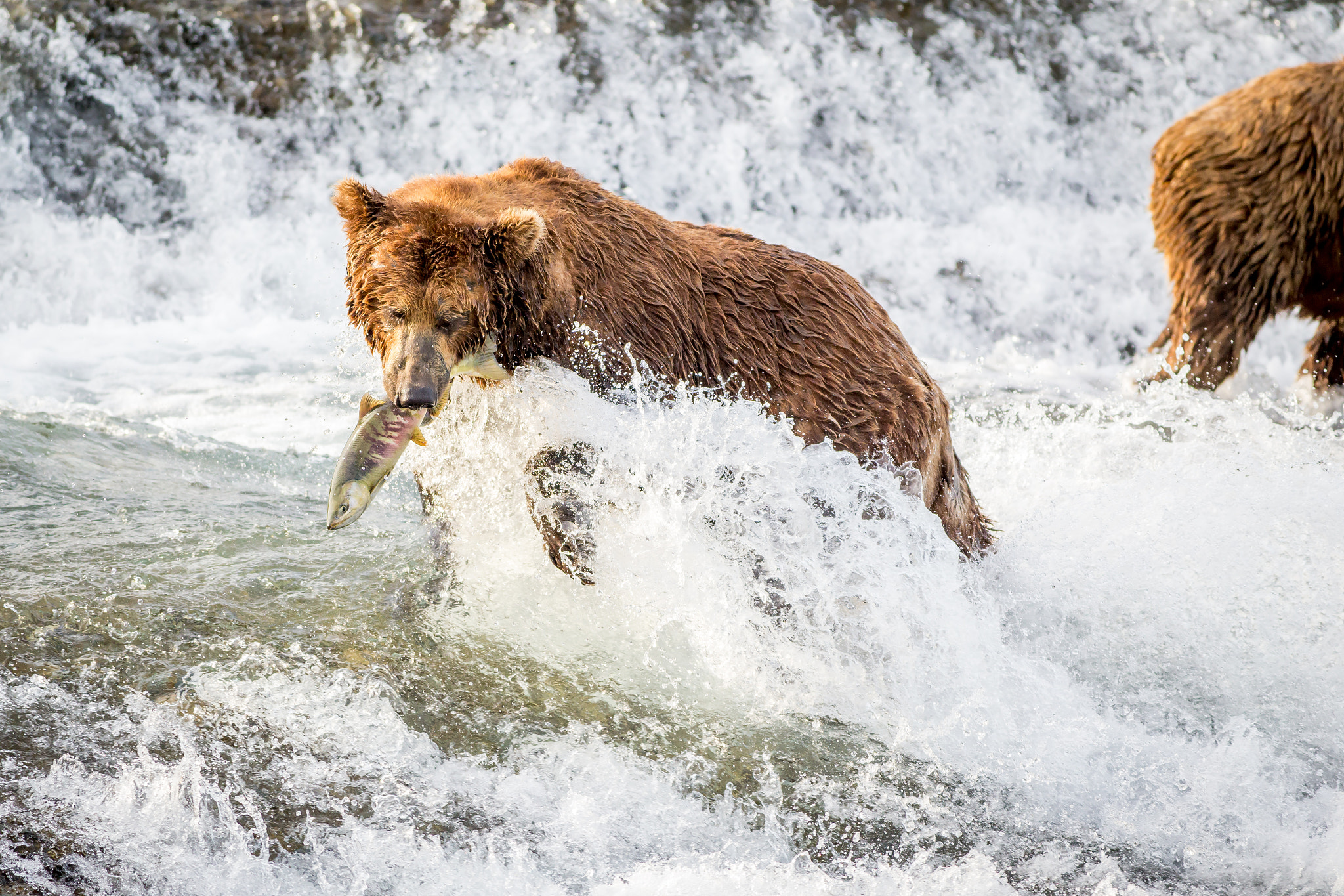 Canon EOS 6D + Canon EF 400mm F5.6L USM sample photo. Alaskan bear fishing photography