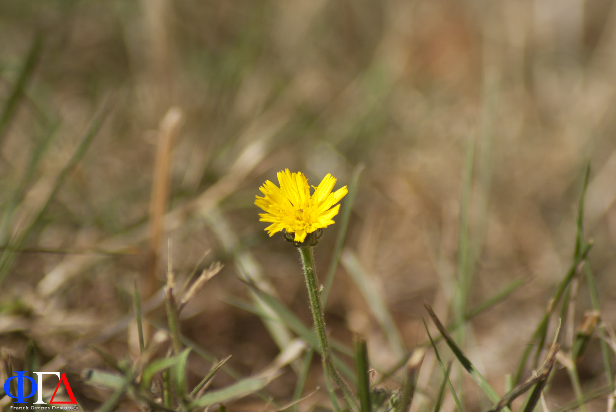 Pentax K10D sample photo. Flower , pentax k10d with tamron 70-300 mm. photography