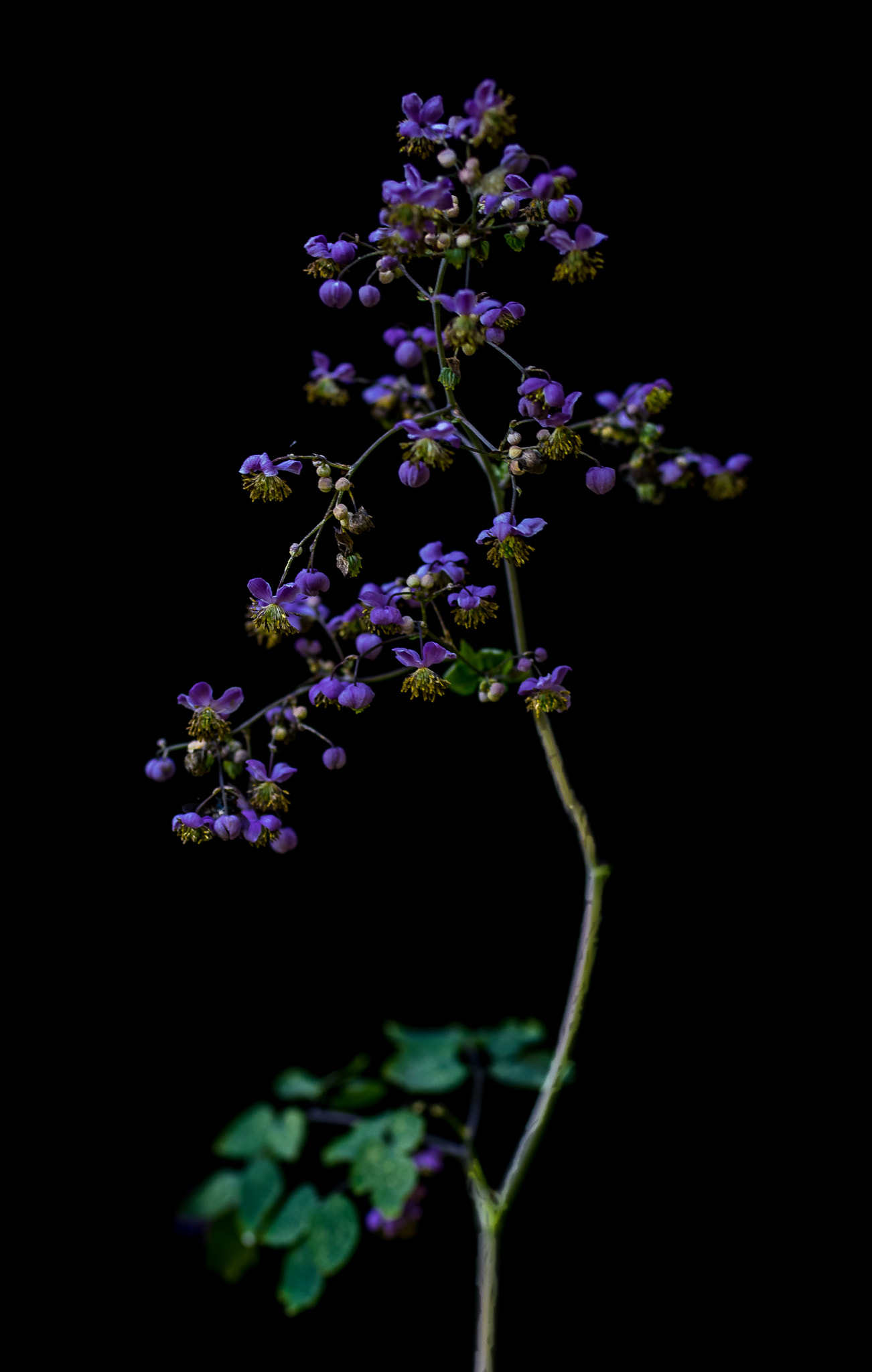 smc PENTAX-FA Macro 50mm F2.8 sample photo. Lavender mist rue photography