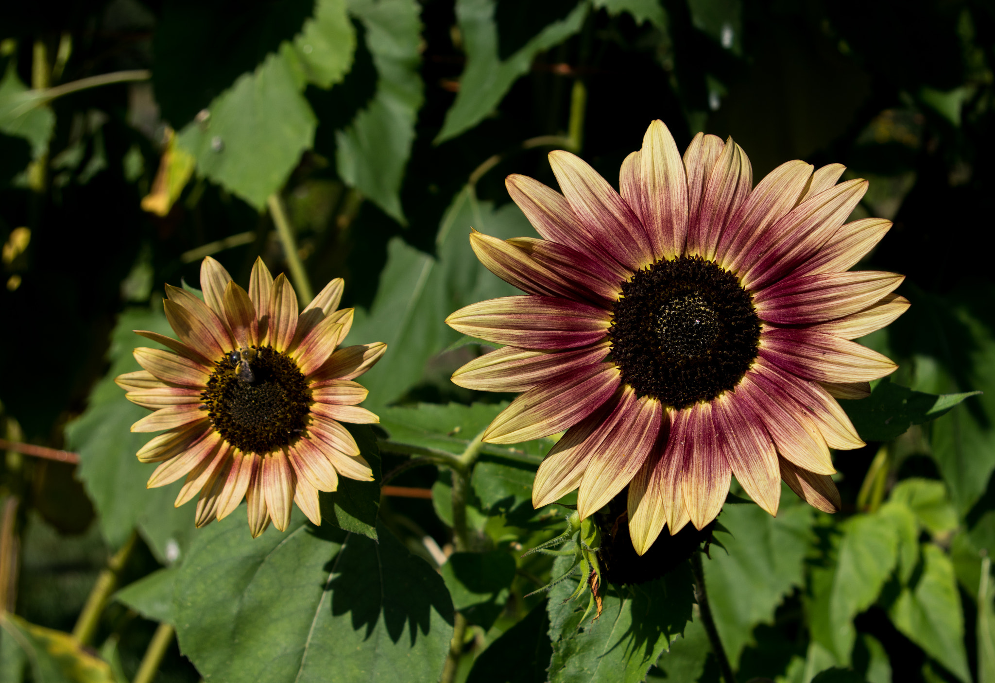 Pentax smc DA 18-55mm F3.5-5.6 AL sample photo. Sunflower buddies photography