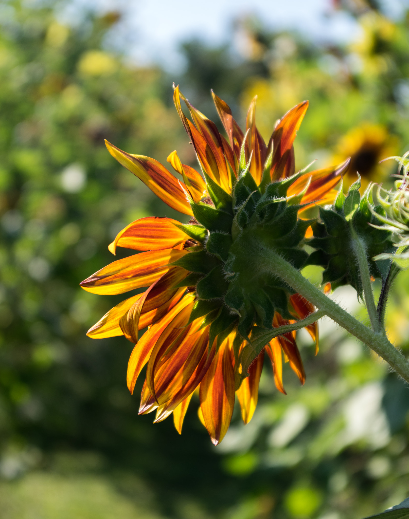 Pentax smc DA 18-55mm F3.5-5.6 AL sample photo. Sunflower  photography