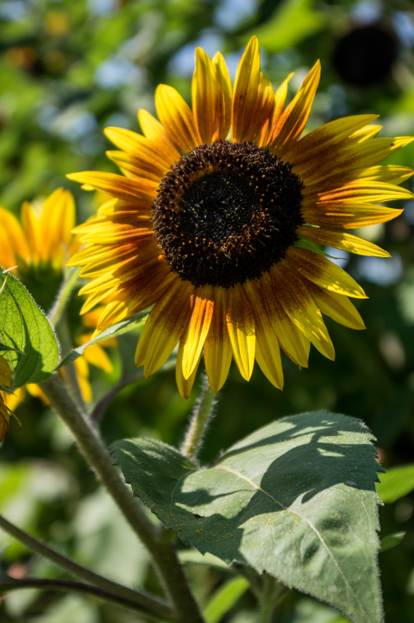 Pentax smc DA 18-55mm F3.5-5.6 AL sample photo. Sunflower  photography
