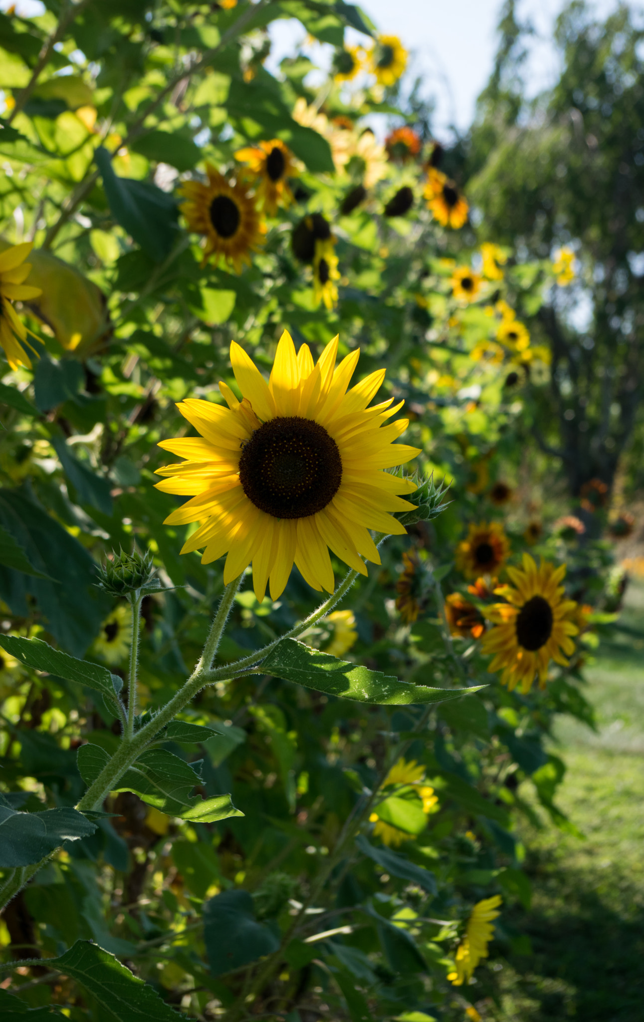 Pentax smc DA 18-55mm F3.5-5.6 AL sample photo. Sunflower wall photography