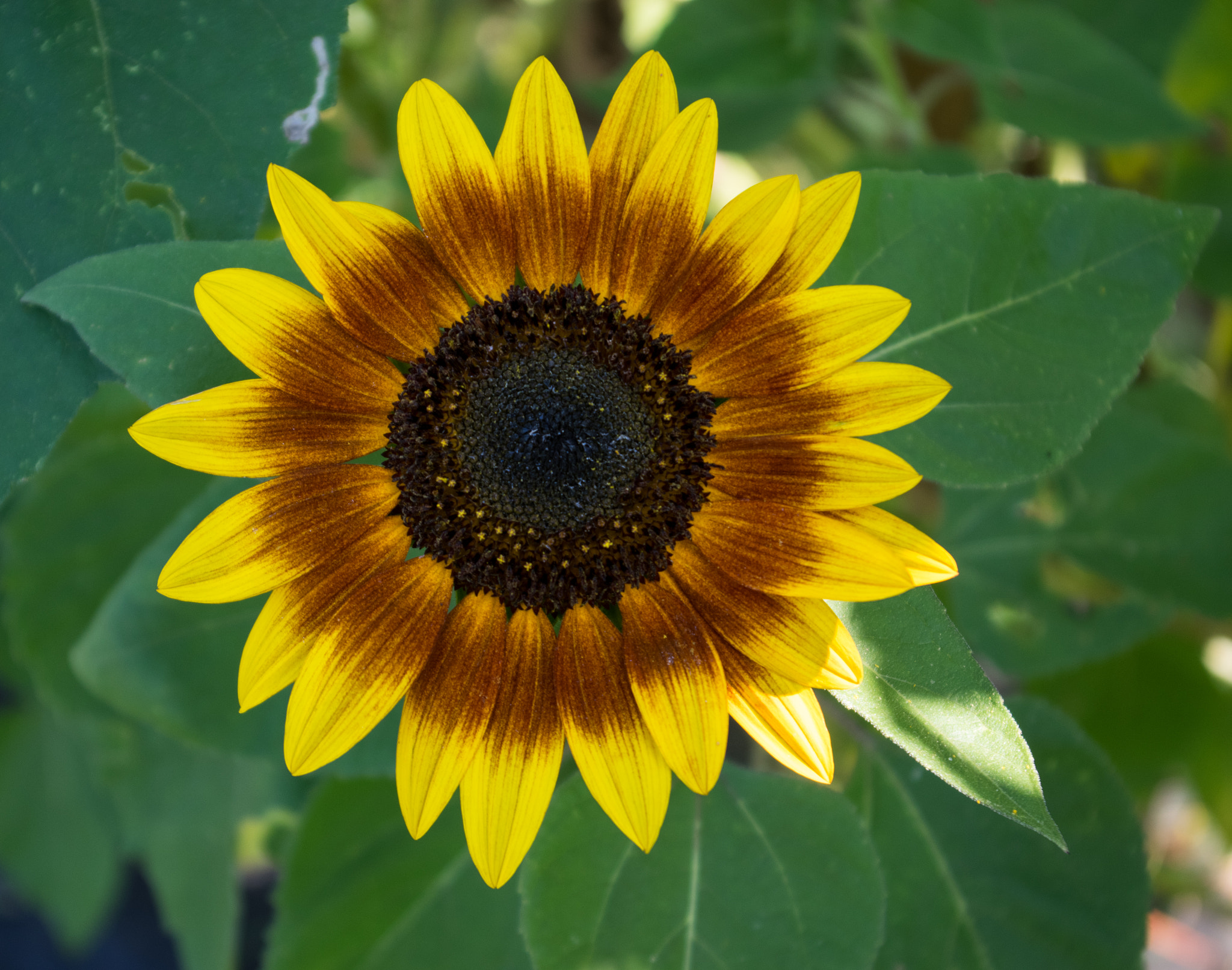 Pentax smc DA 18-55mm F3.5-5.6 AL sample photo. Sunflower  photography