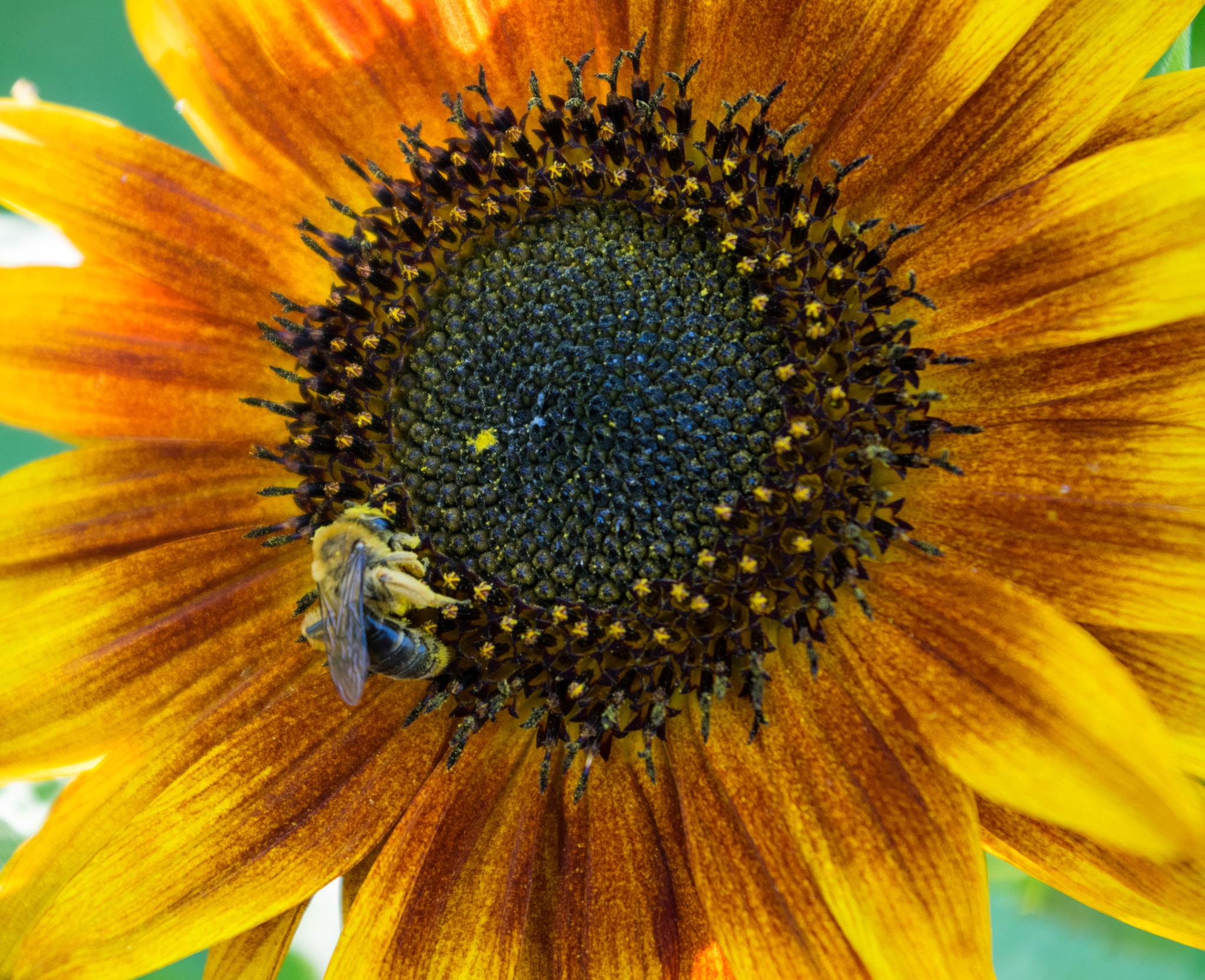 Pentax K-3 sample photo. A bumblebee's life photography