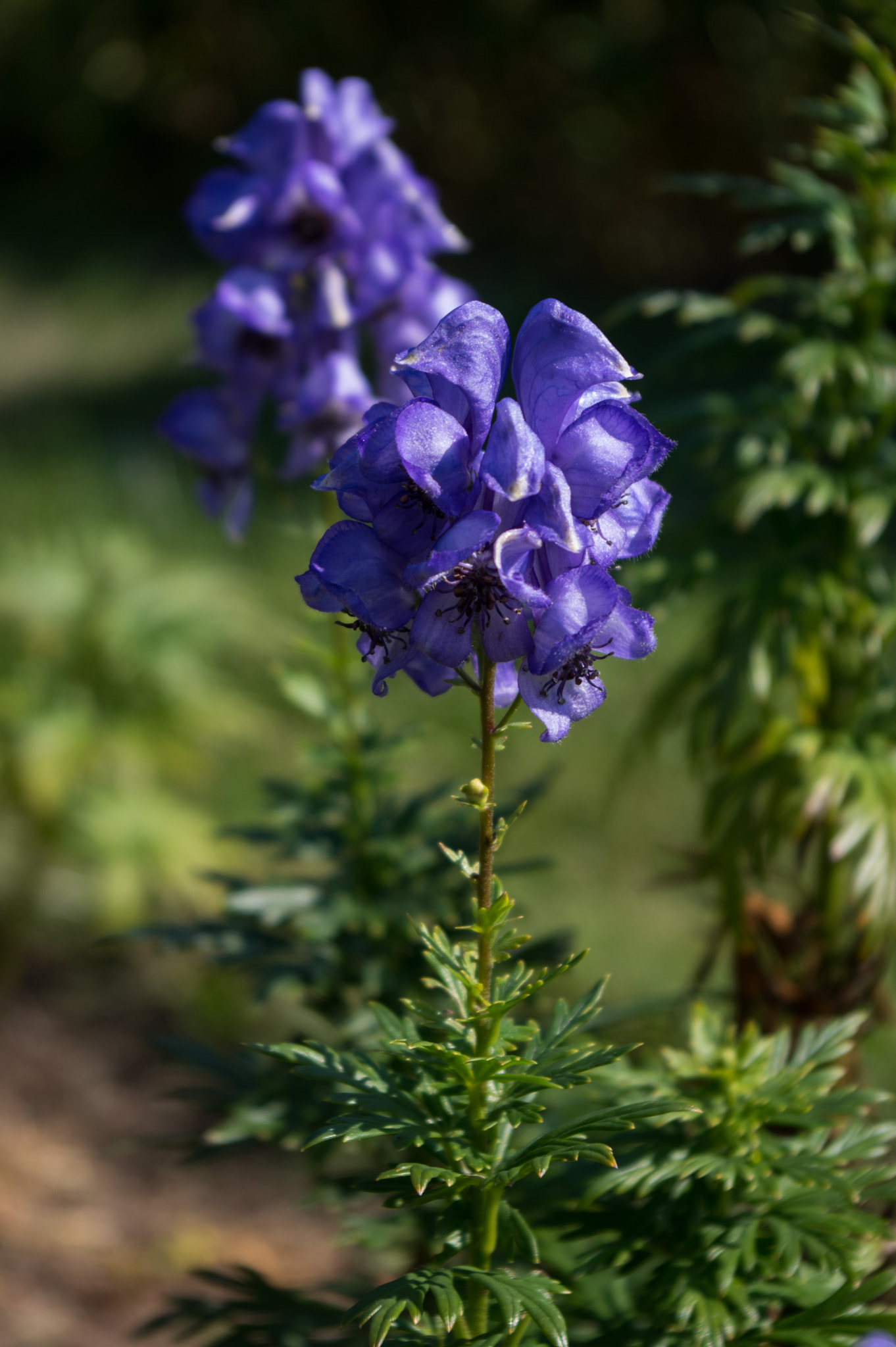 Pentax smc DA 18-55mm F3.5-5.6 AL sample photo. Monkshood photography