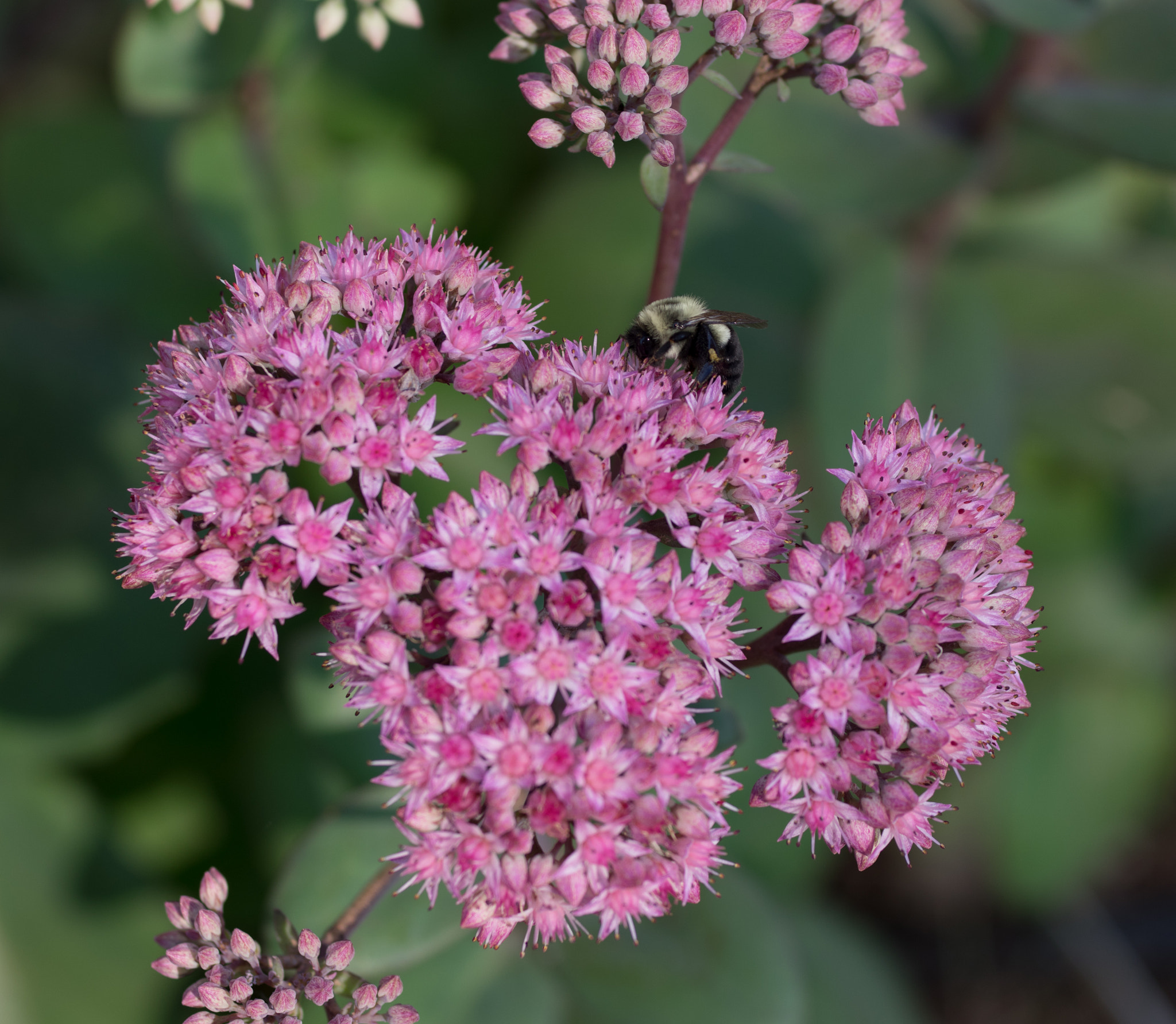 smc PENTAX-FA Macro 50mm F2.8 sample photo. Sedum photography