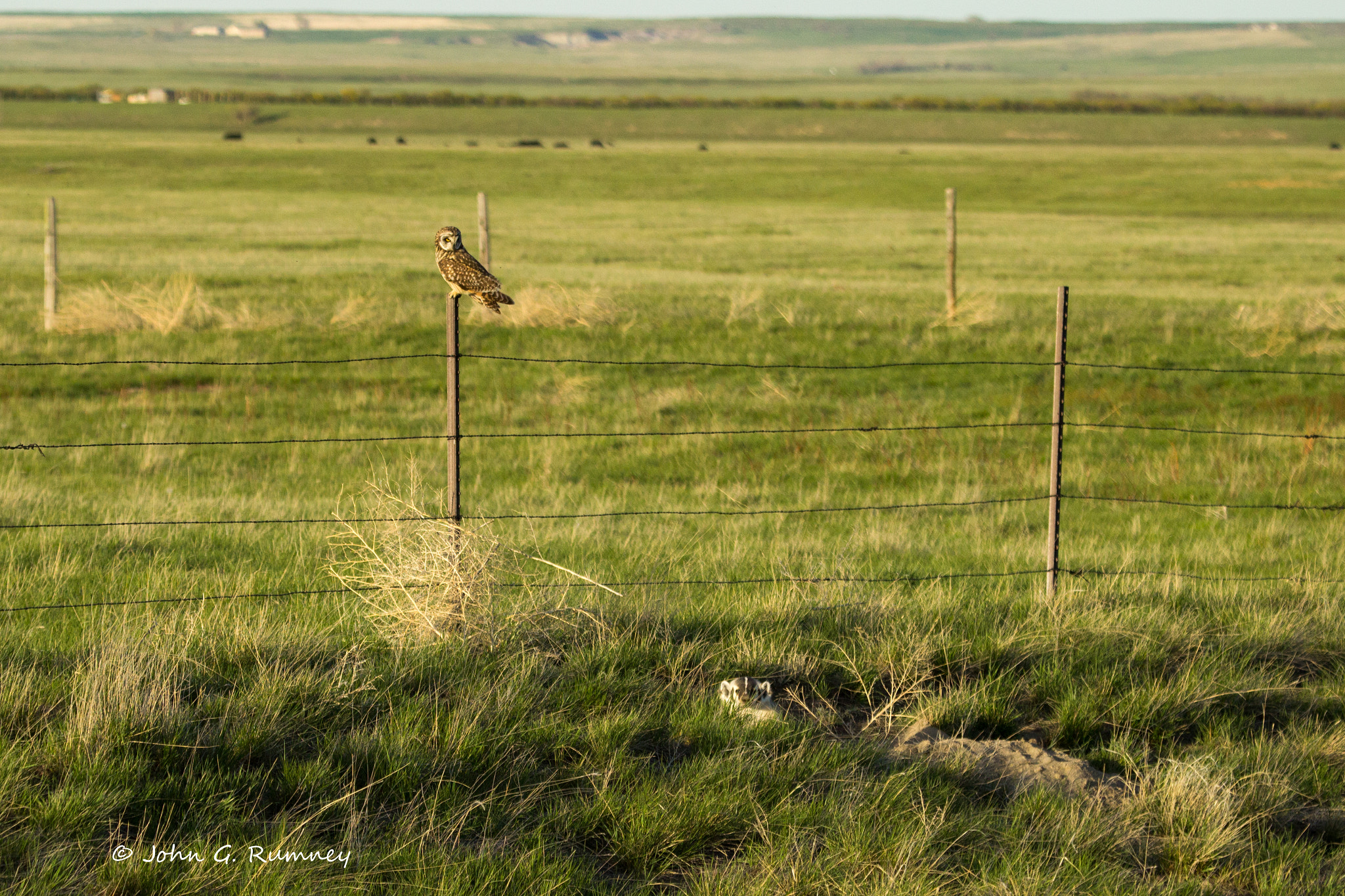 Canon EF 100-400mm F4.5-5.6L IS USM sample photo. The owl and badger photography