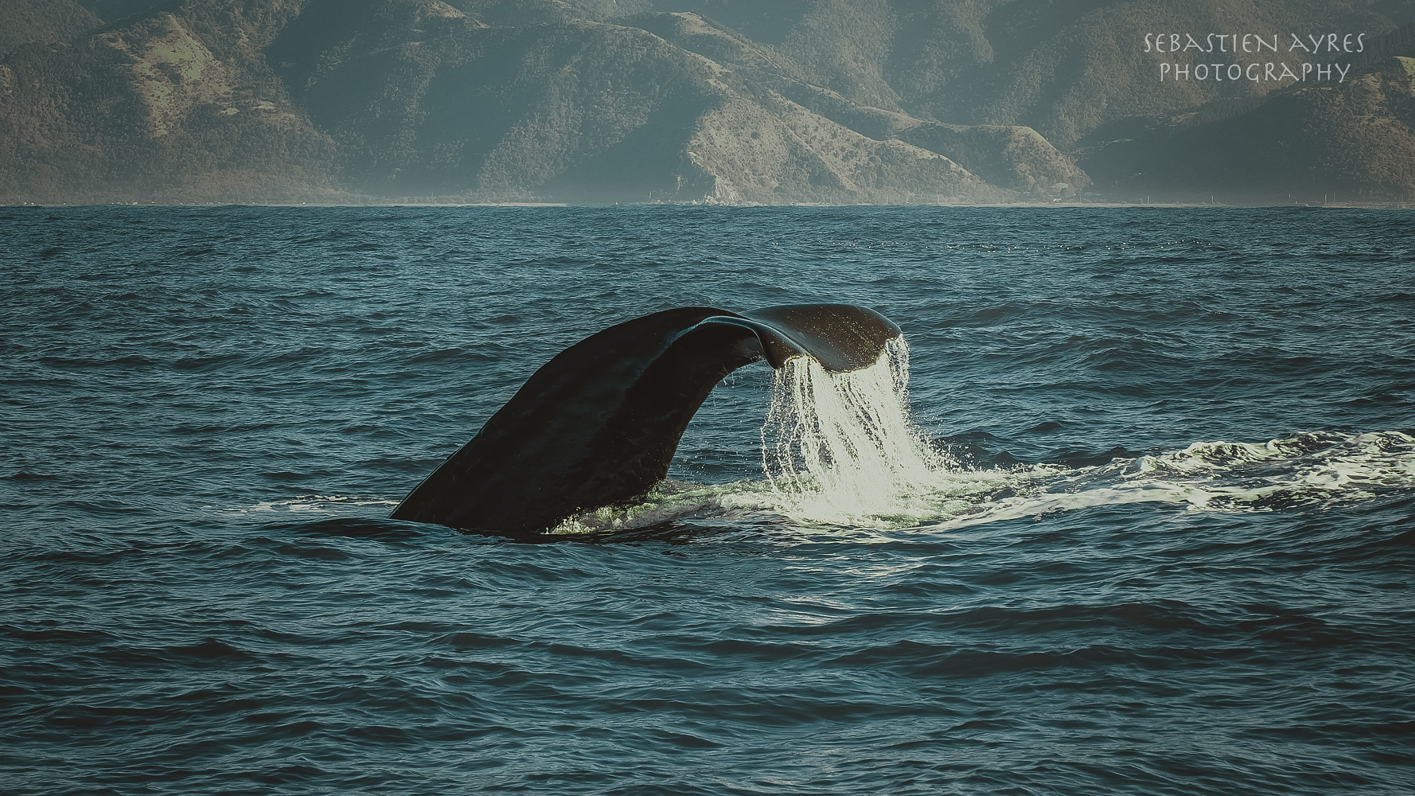 Tamron AF 70-300mm F4-5.6 Di LD Macro sample photo. Whale watching 1 photography