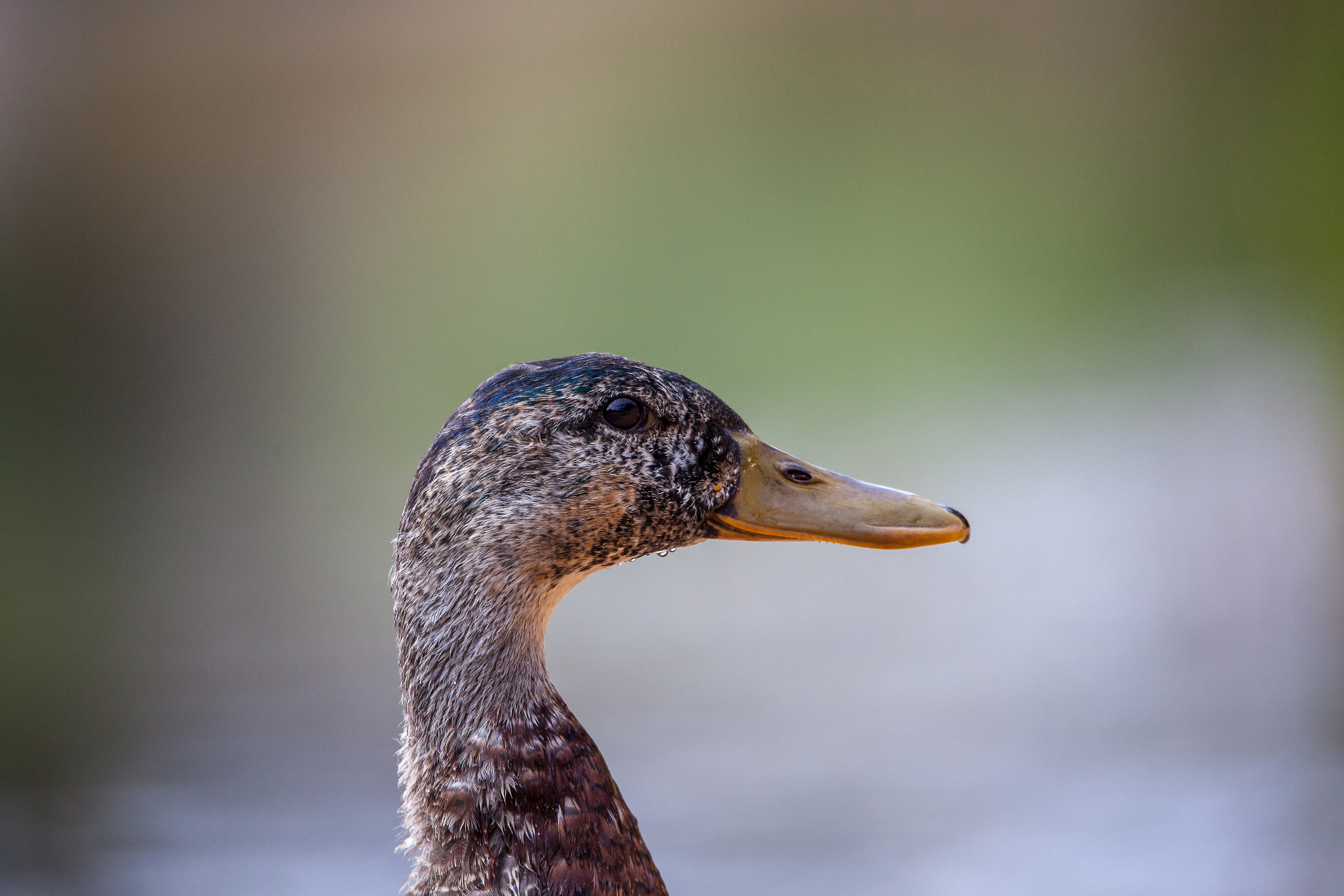 Sigma 150-600mm F5-6.3 DG OS HSM | C sample photo. Mallard fledgling photography