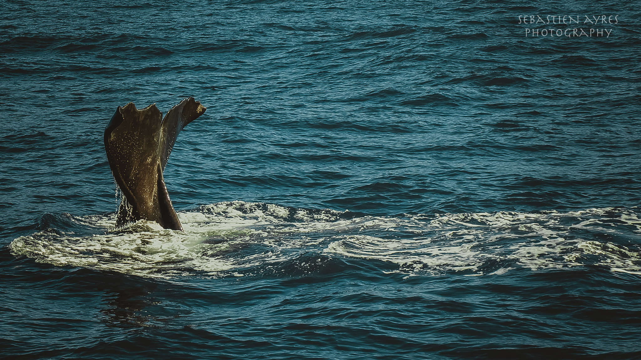 Pentax K-S2 + Tamron AF 70-300mm F4-5.6 Di LD Macro sample photo. Whale watching 2 photography