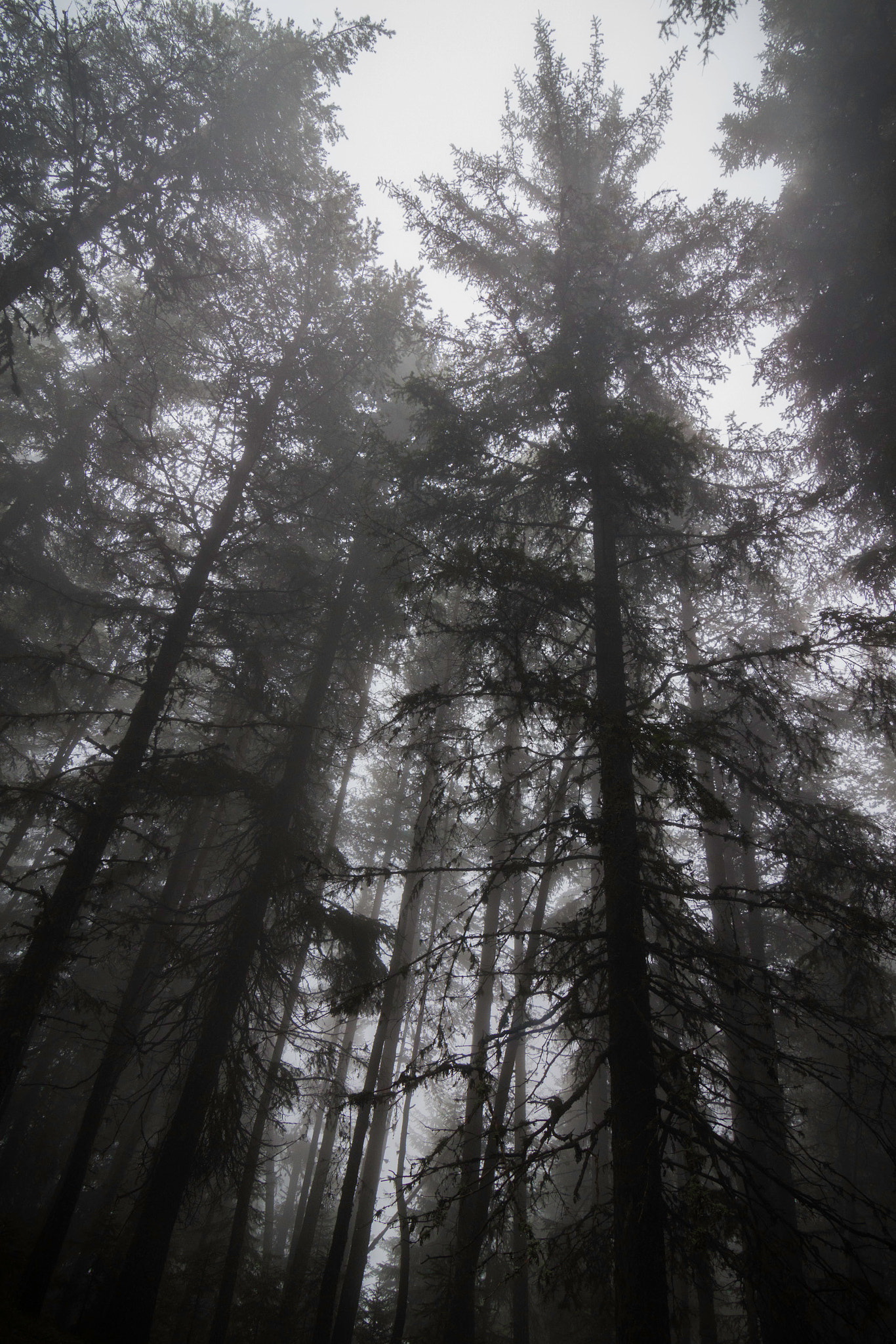 Canon EOS 650D (EOS Rebel T4i / EOS Kiss X6i) sample photo. Into the woods photography