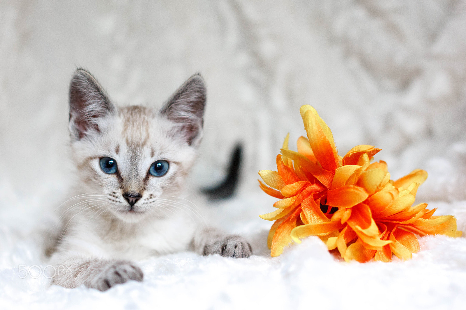 Sigma 50mm F1.4 EX DG HSM sample photo. Img photography