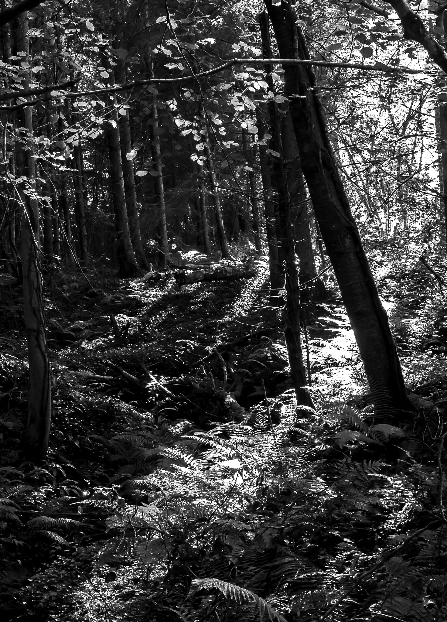 Panasonic Lumix DMC-G3 sample photo. Woodland valley shadows photography