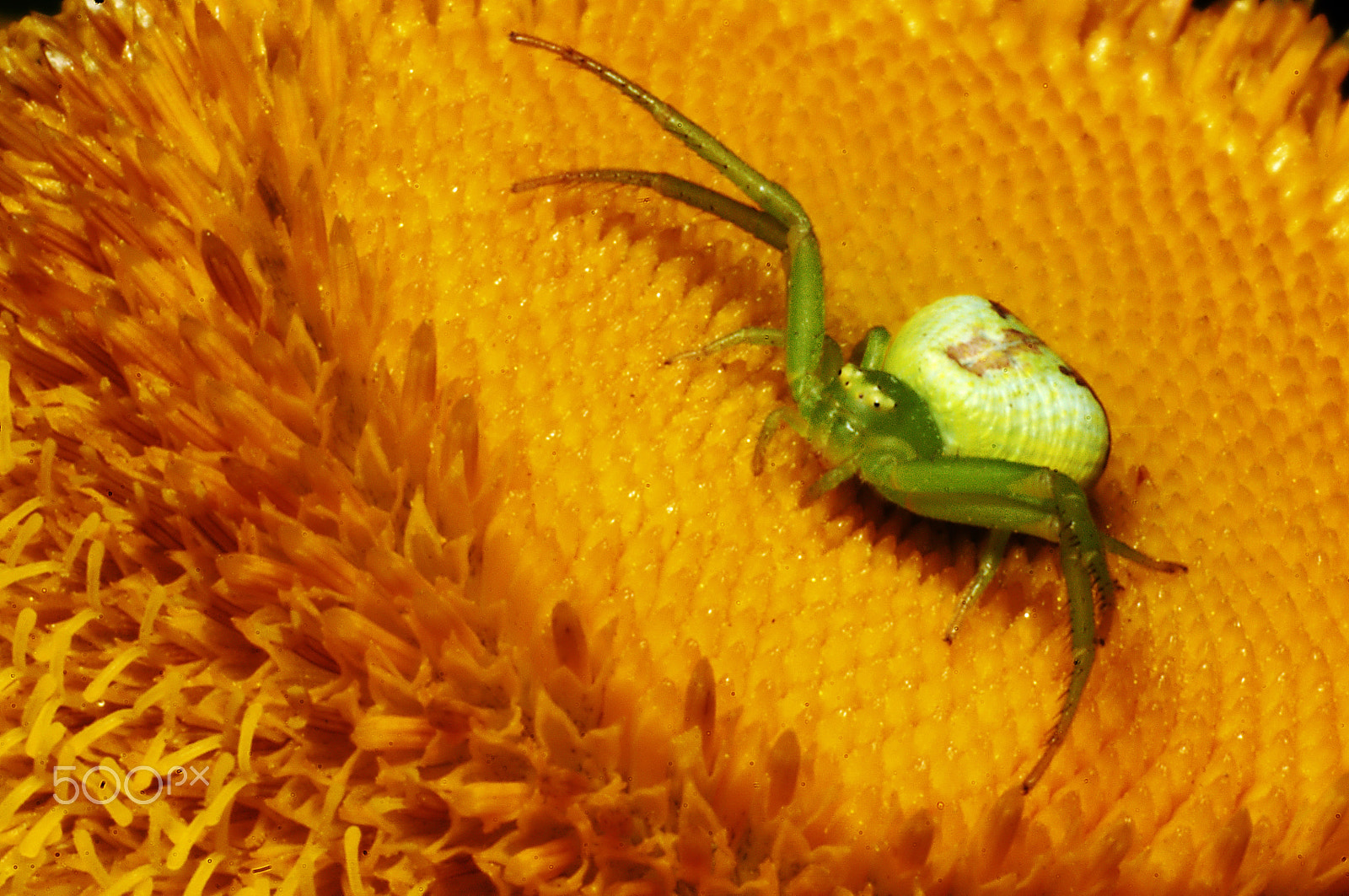 Nikon D300 + Manual Lens No CPU sample photo. Crab spider photography