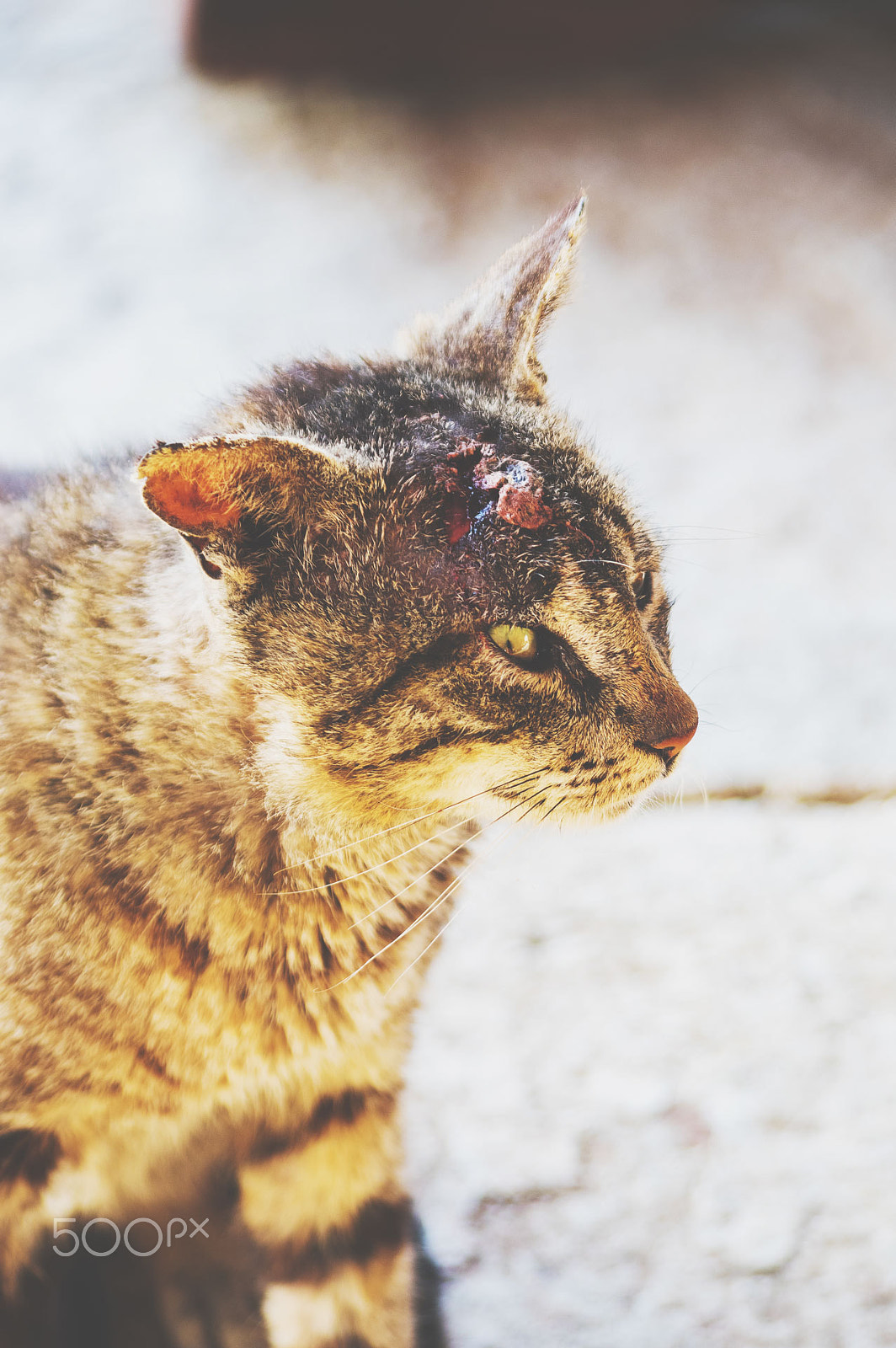 Pentax smc DA 55-300mm F4.0-5.8 ED sample photo. Grevena photography