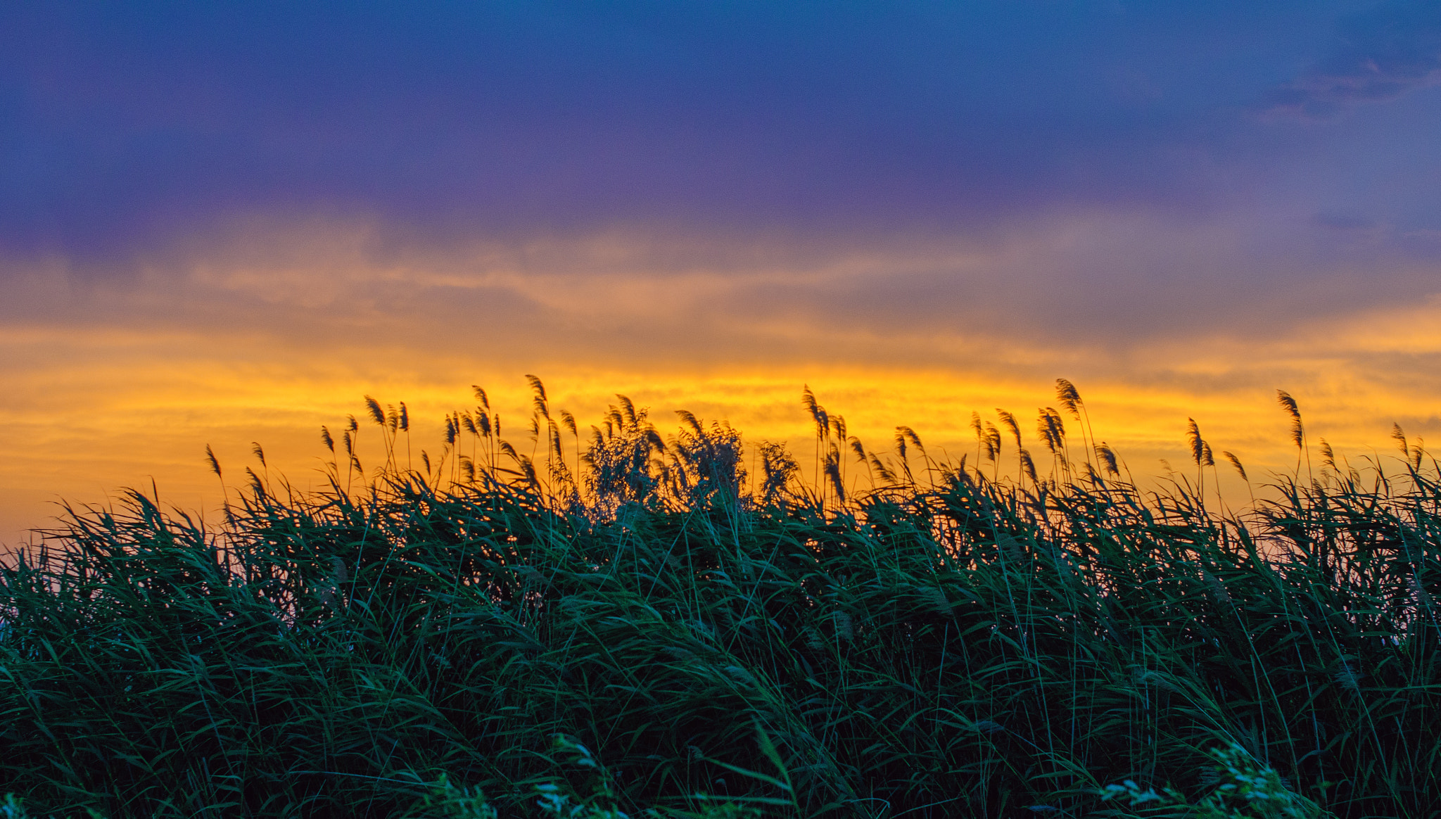 Nikon D7000 + Sigma 50mm F1.4 EX DG HSM sample photo. Sunset photography