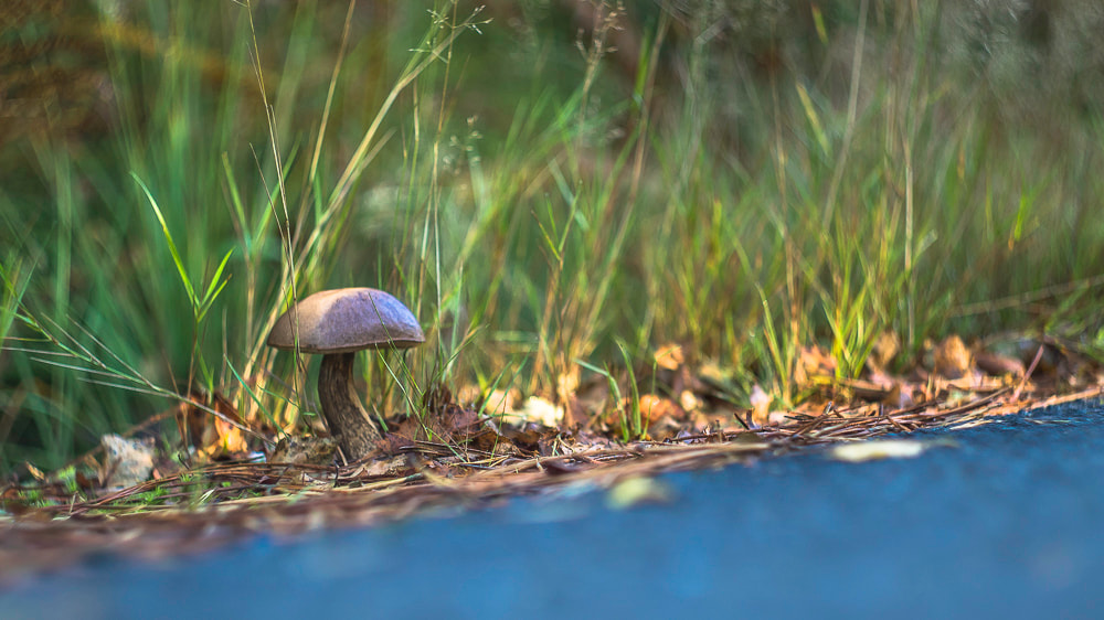 Canon EF 28-80mm f/3.5-5.6 sample photo. Beau/laid ? photography