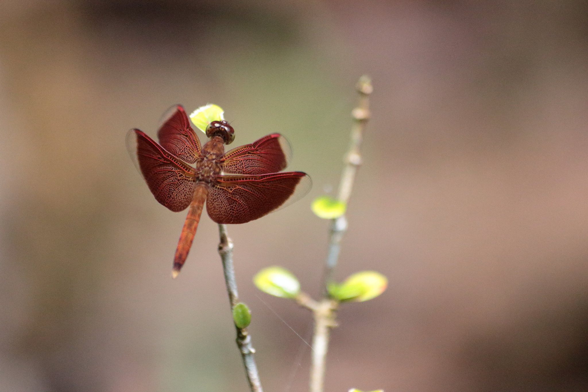 Canon EOS 700D (EOS Rebel T5i / EOS Kiss X7i) sample photo. Img photography