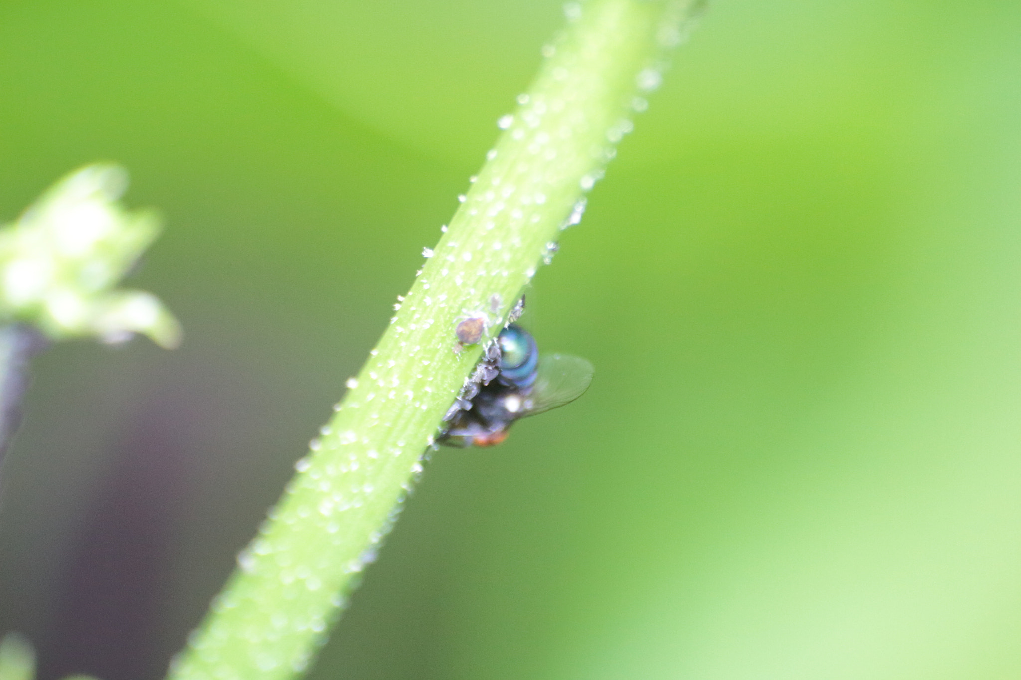Canon EOS 700D (EOS Rebel T5i / EOS Kiss X7i) sample photo. Img photography