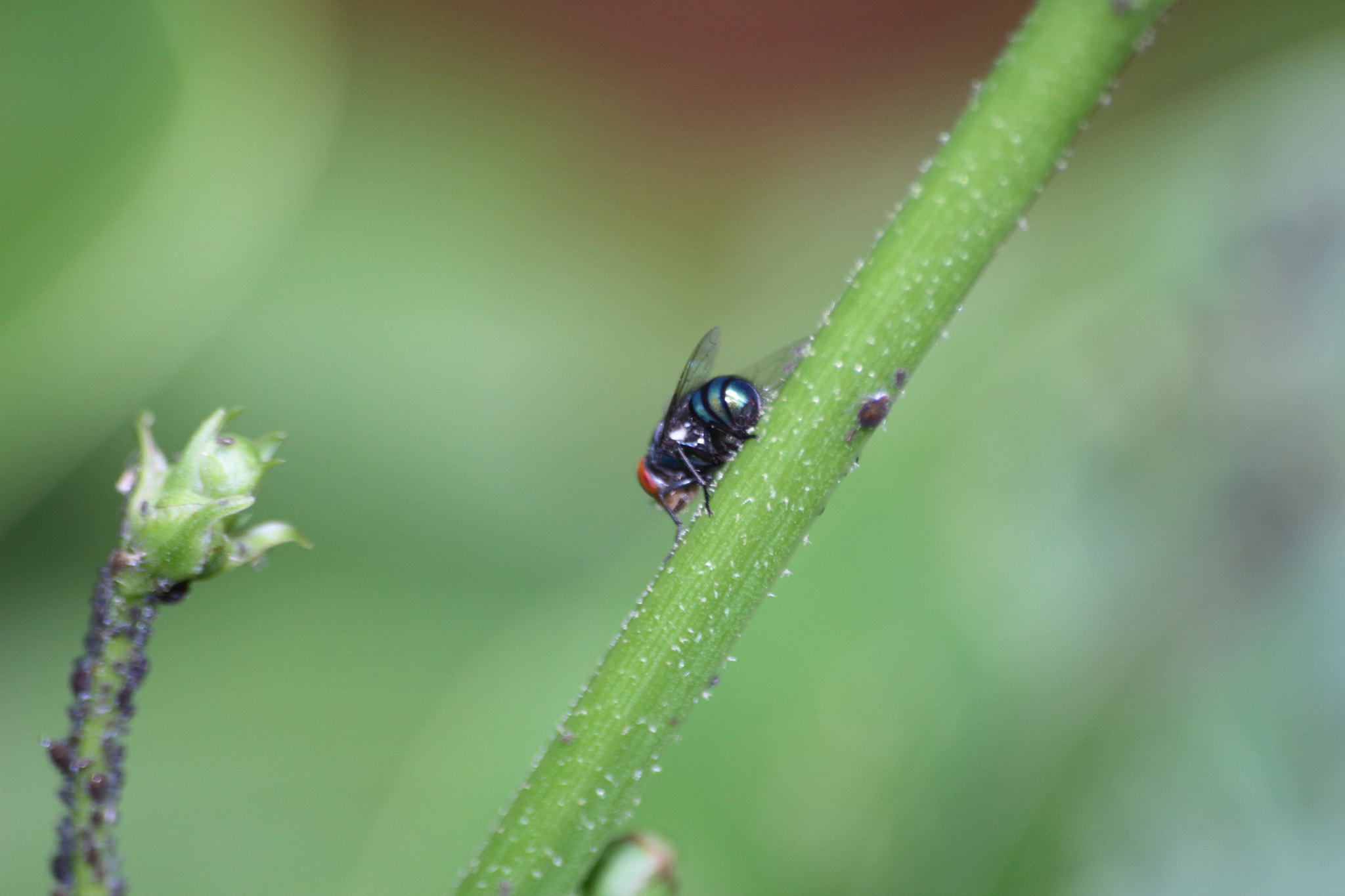 Canon EOS 700D (EOS Rebel T5i / EOS Kiss X7i) sample photo. Img photography