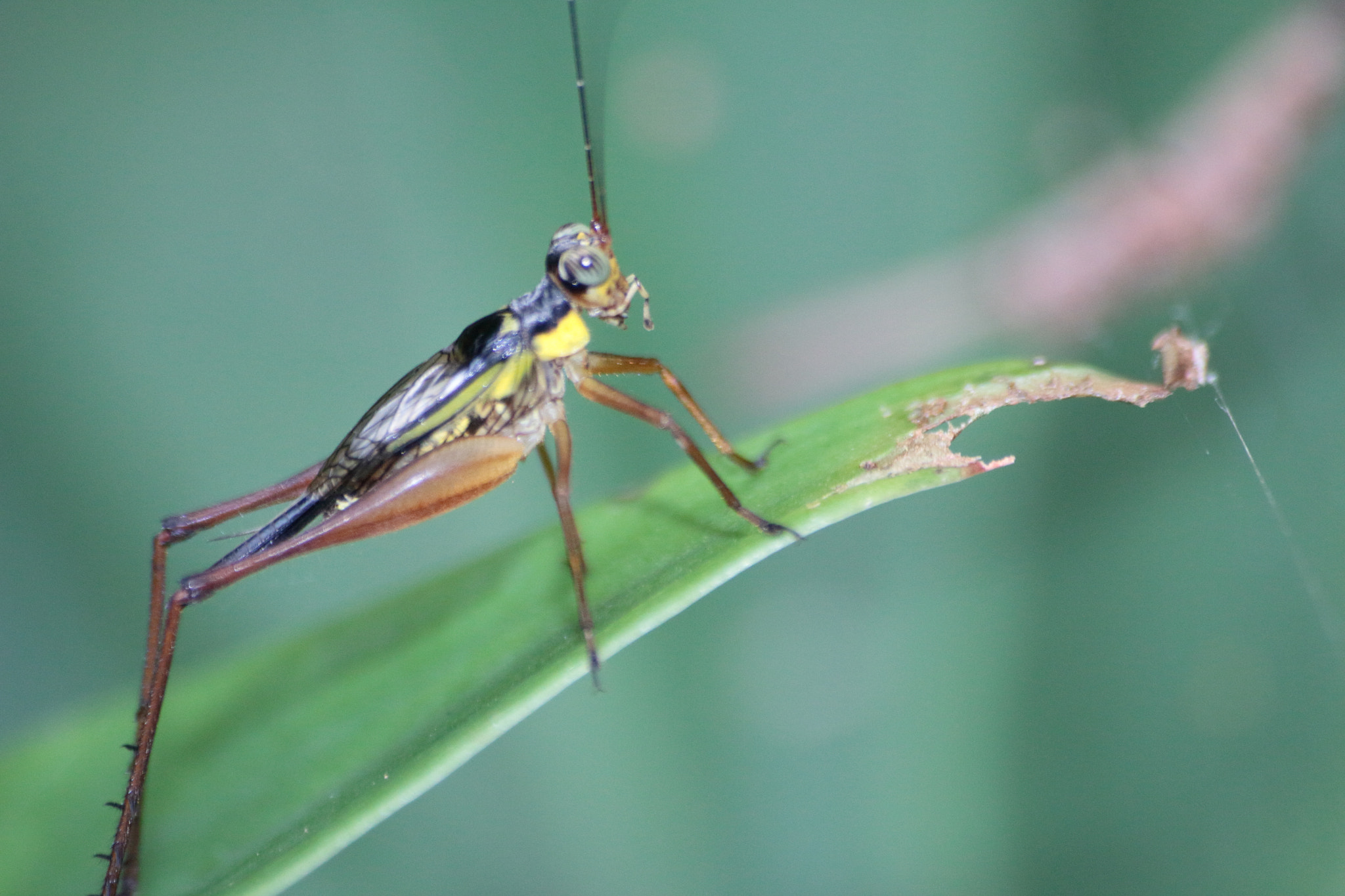 Canon EOS 700D (EOS Rebel T5i / EOS Kiss X7i) sample photo. Img photography