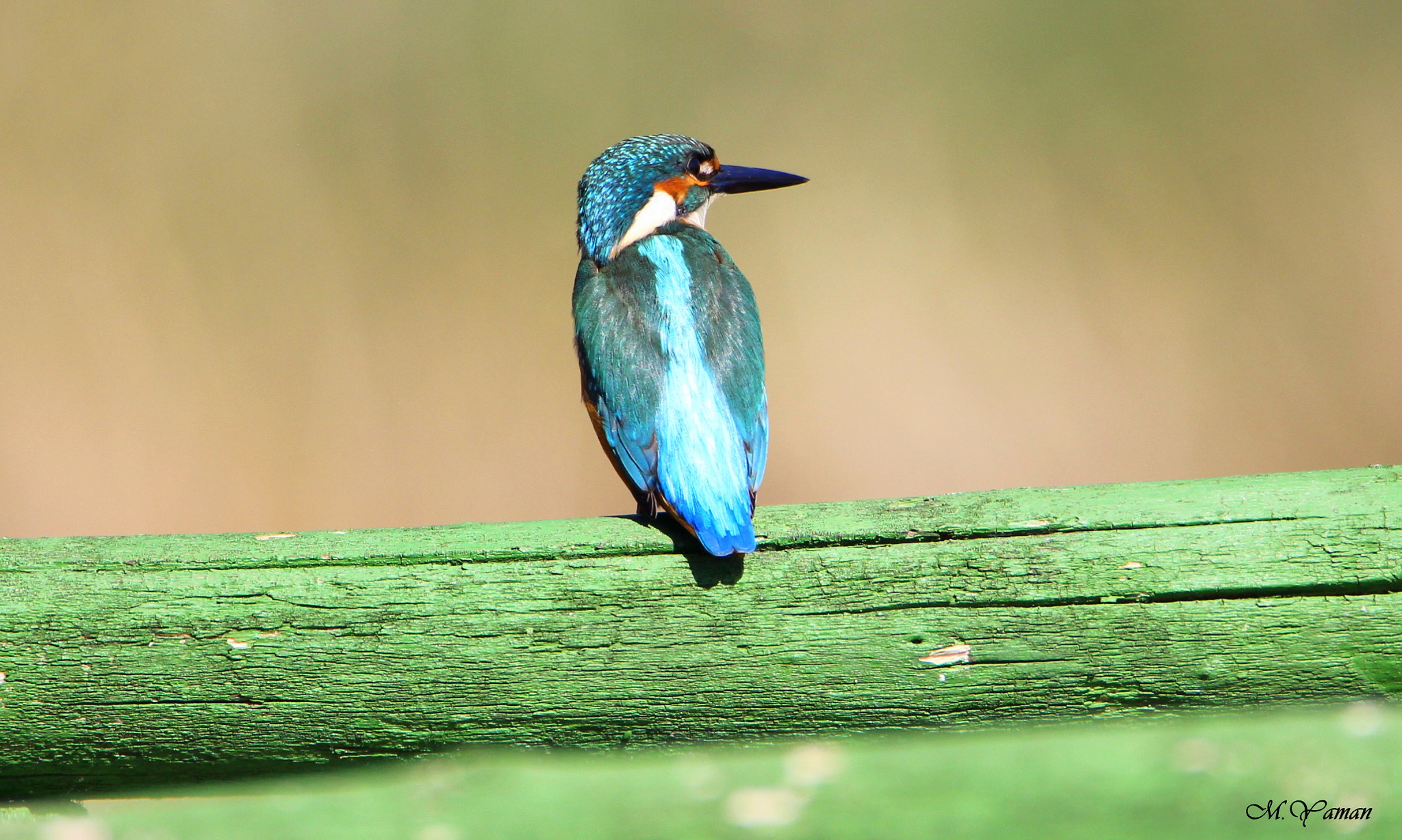 Tamron SP 150-600mm F5-6.3 Di VC USD sample photo. Kingfisher - yalıçapkını photography