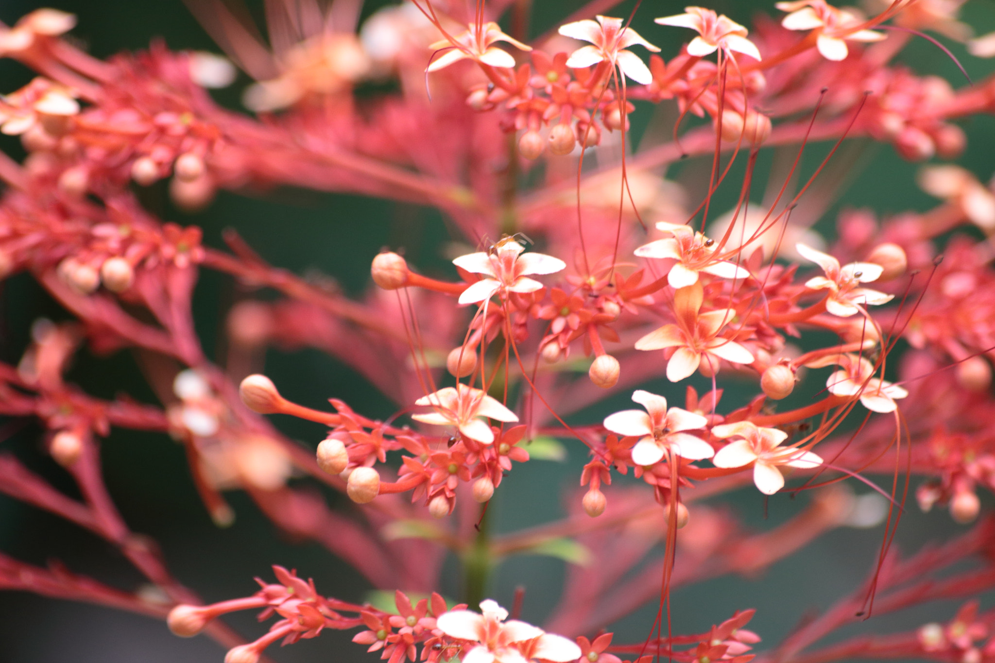 Canon EOS 700D (EOS Rebel T5i / EOS Kiss X7i) sample photo. Img photography
