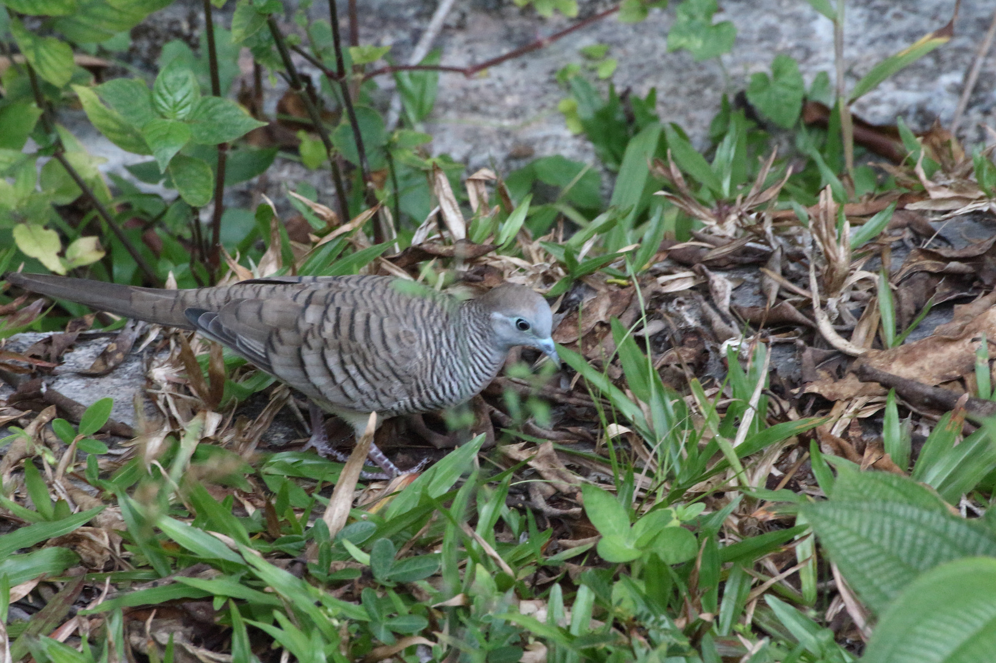 Canon EOS 700D (EOS Rebel T5i / EOS Kiss X7i) sample photo. Img photography