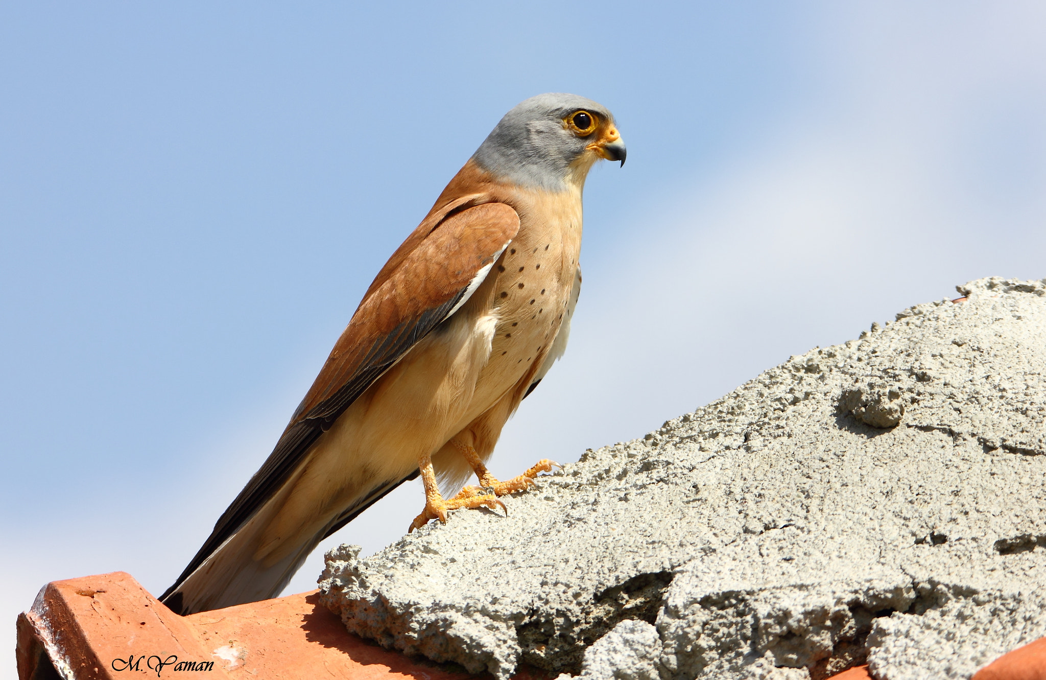 Tamron SP 150-600mm F5-6.3 Di VC USD sample photo. Küçük kerkenez - lesser kestrel photography