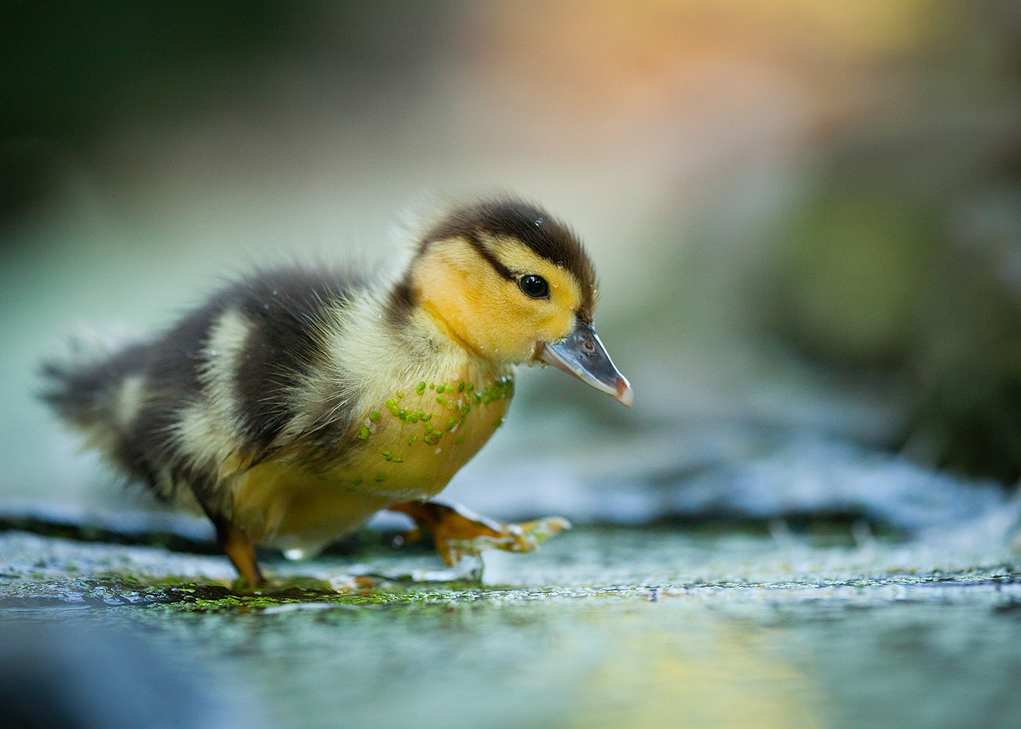 Sigma APO Macro 150mm f/2.8 EX DG HSM sample photo. Duck photography