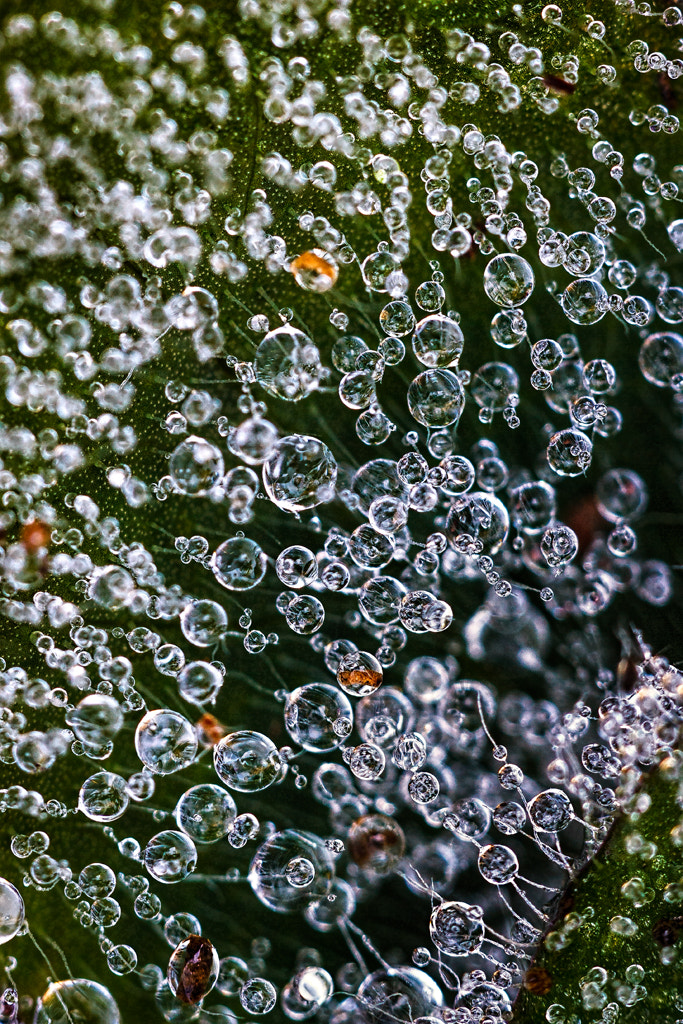 Sigma APO Macro 150mm f/2.8 EX DG HSM sample photo. Gotas de rocio- drops of dew photography