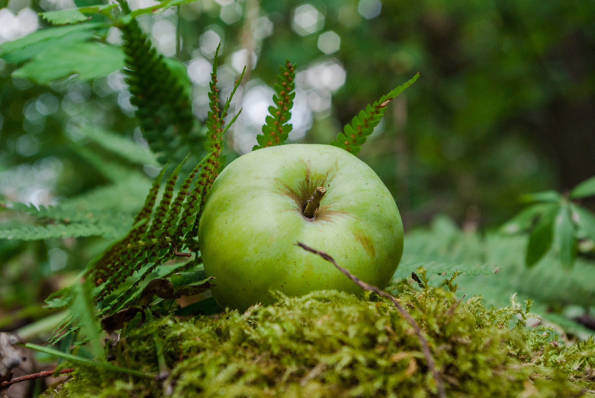 Pentax K200D sample photo. Green apple in the forest garden on moss photography