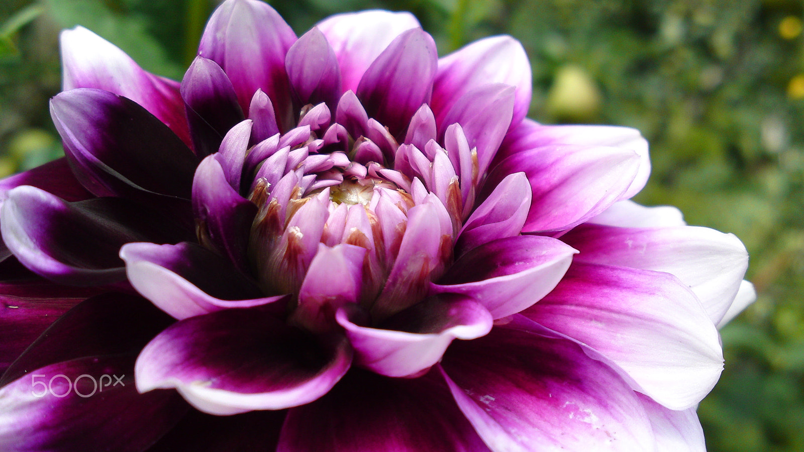 Sony Ericsson U1i sample photo. Peony photography