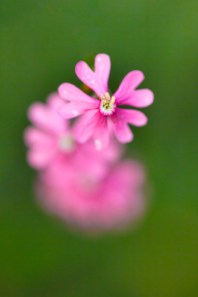 Sigma APO Macro 150mm f/2.8 EX DG HSM sample photo. Flor dinámica - dynamic flower photography
