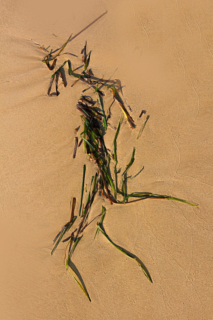 Tokina AT-X Pro 12-24mm F4 (IF) DX sample photo. Hombre de alga - man of algae photography