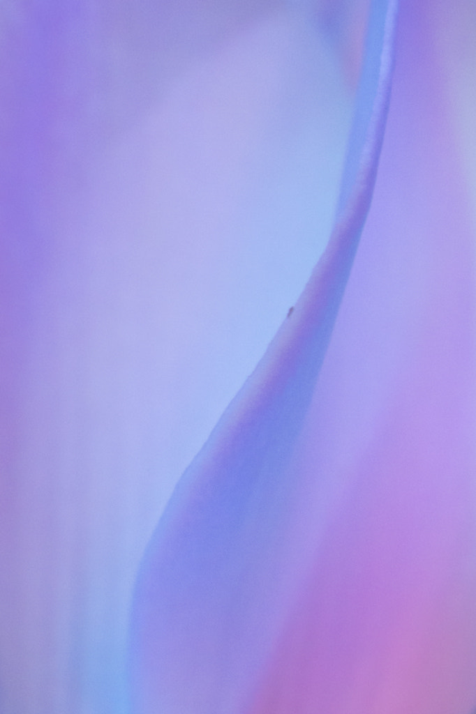 Sigma APO Macro 150mm f/2.8 EX DG HSM sample photo. Intimidad de una rosa - intimacy of a rose photography