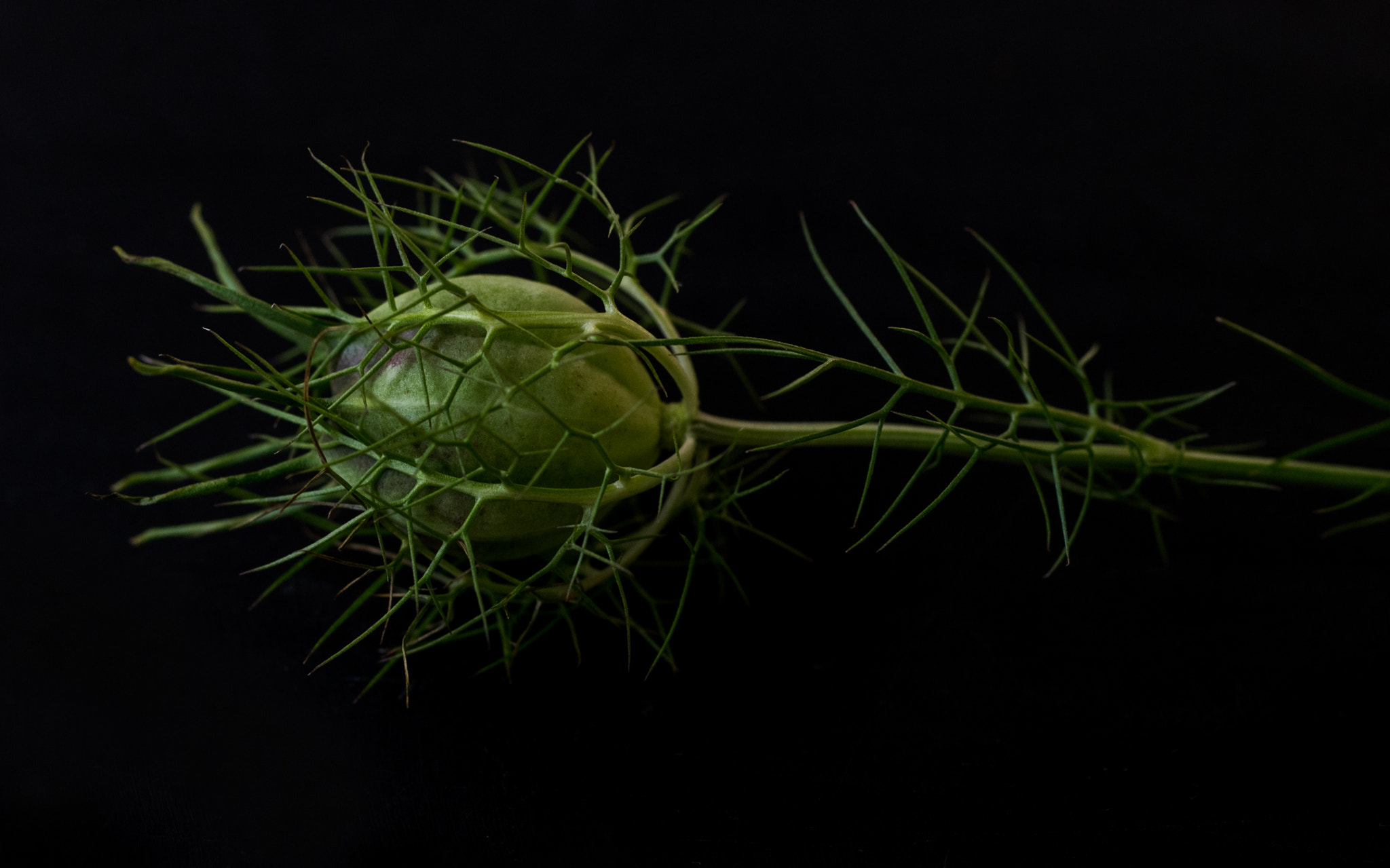 Pentax K-3 sample photo. Seed pod photography