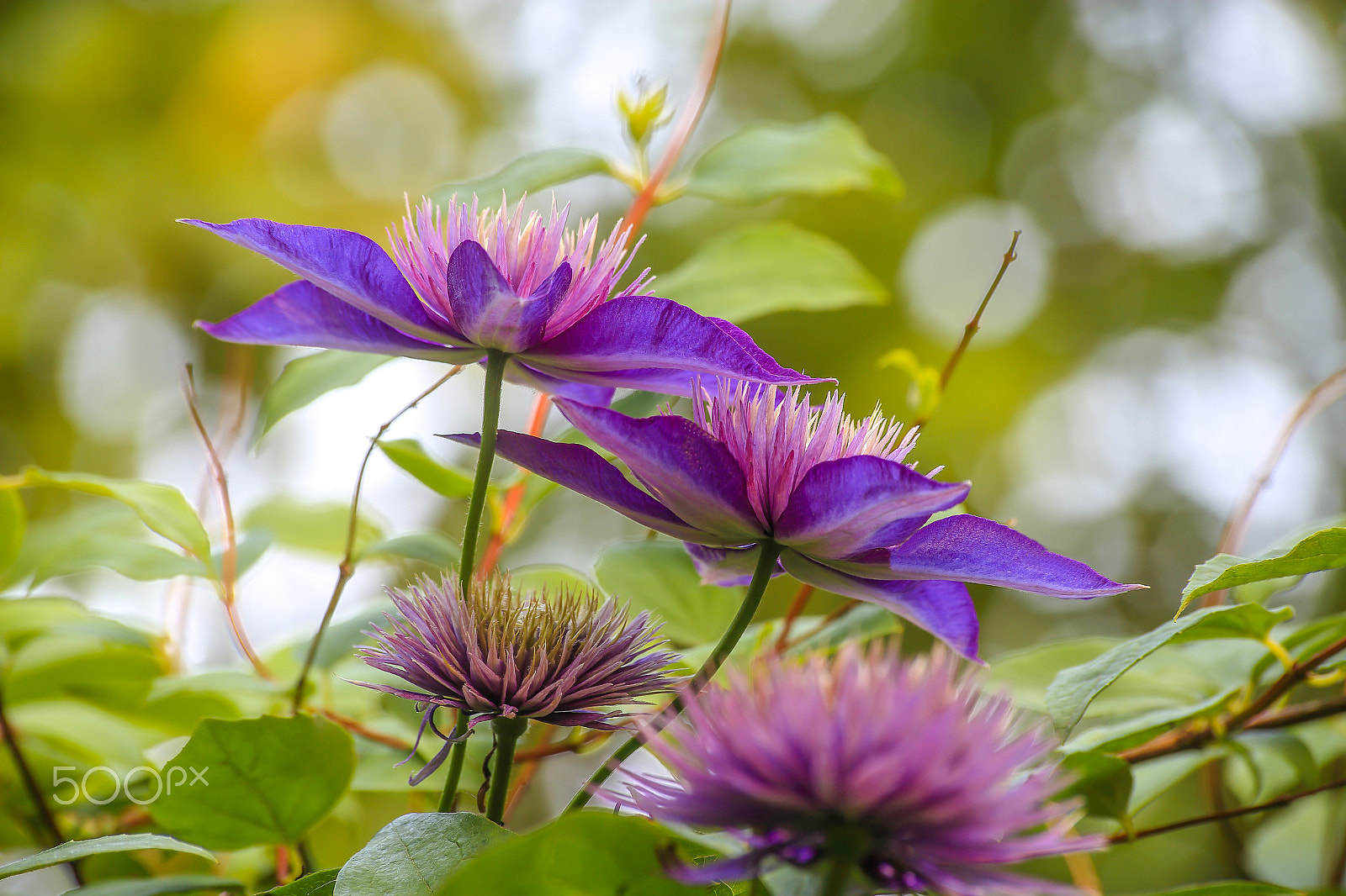 Sigma 70-300mm F4-5.6 APO DG Macro sample photo. Clematis photography