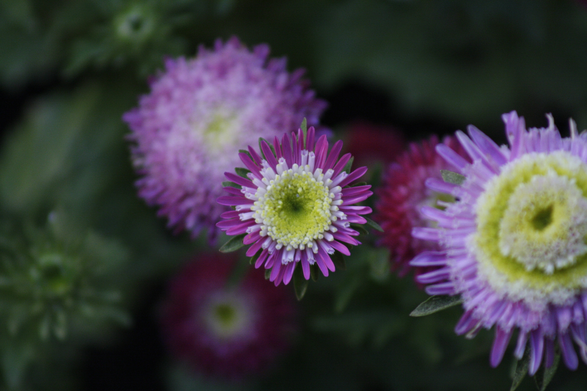 Canon EF 75-300mm f/4-5.6 USM sample photo. Img photography